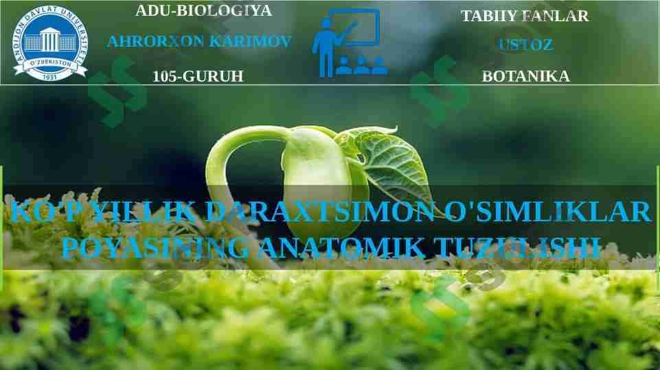 KO'P YILLIK DARAXTSIMON O'SIMLIKLAR POYASINING ANATOMIK TUZULISHI
