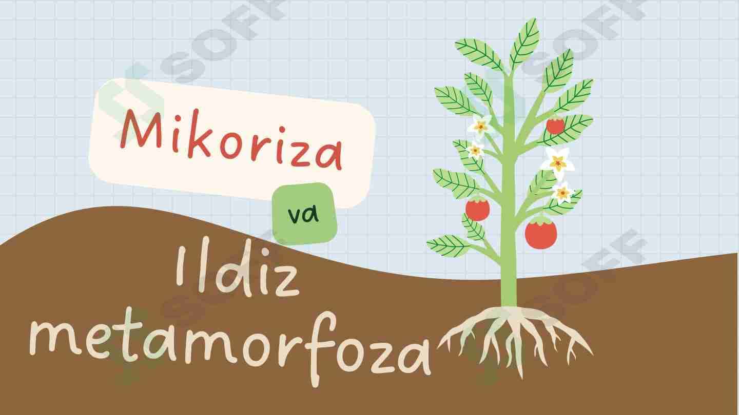 Mikoriza va Ildiz Metamorfoza