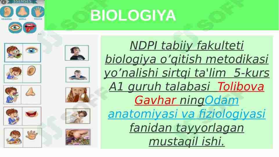 Sezgi azolari fiziologiyasi