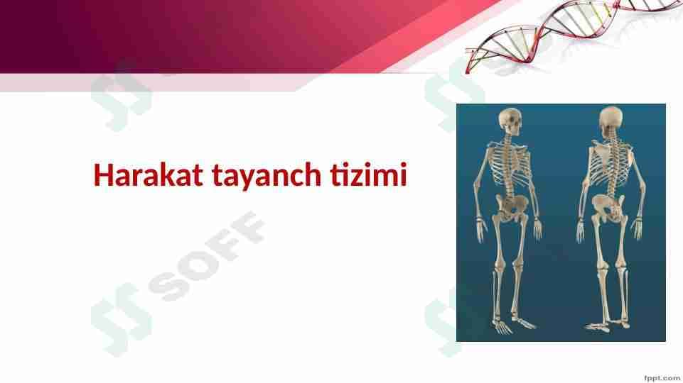 Tayanch va harakatlanish organlari.