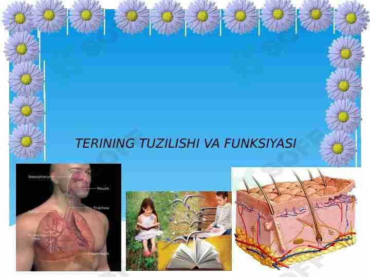 TERINING TUZILISHI VA FUNKSIYASI