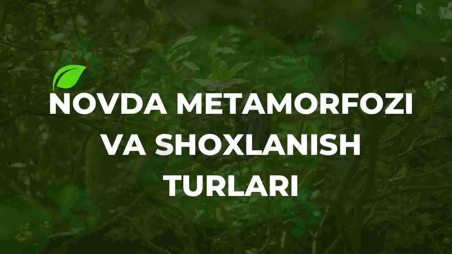 Novda metamorfozi va shoxlanish turlari