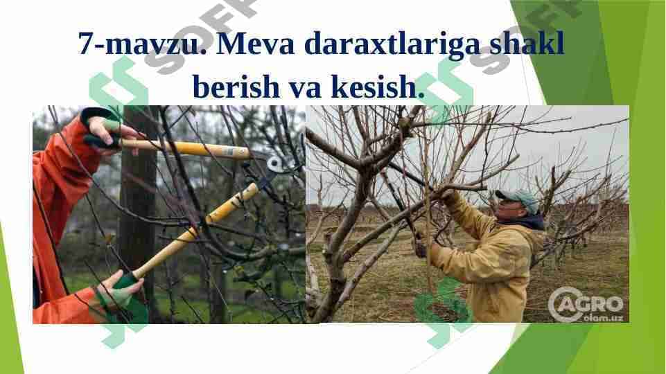 Meva daraxtlariga shakl berish va kesish.