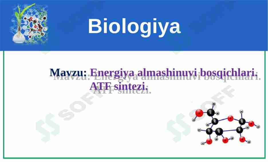 Energiya almashinuvi bosqichlari. ATF sintezi.