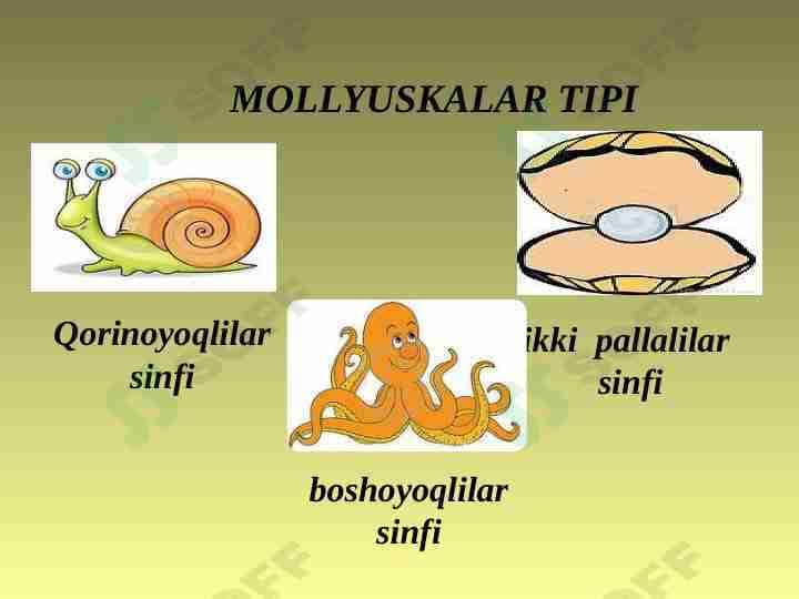 MOLLYUSKALAR TIPI