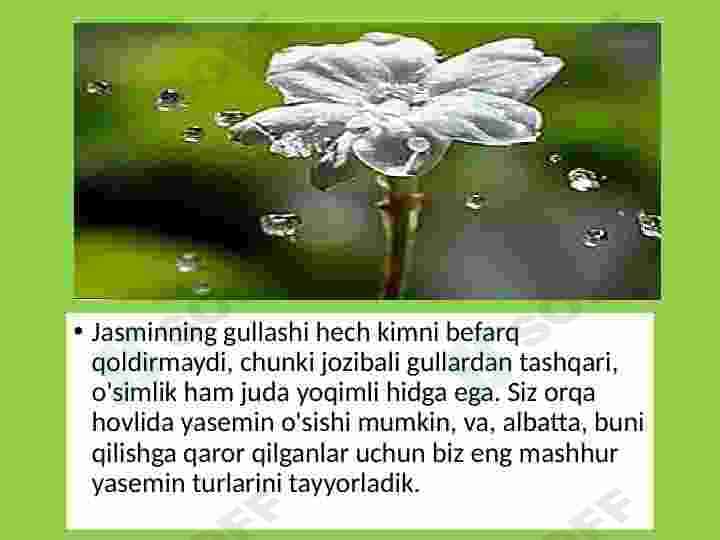 Yasmin, jasmin oʻsimligi haqida maʼlumot