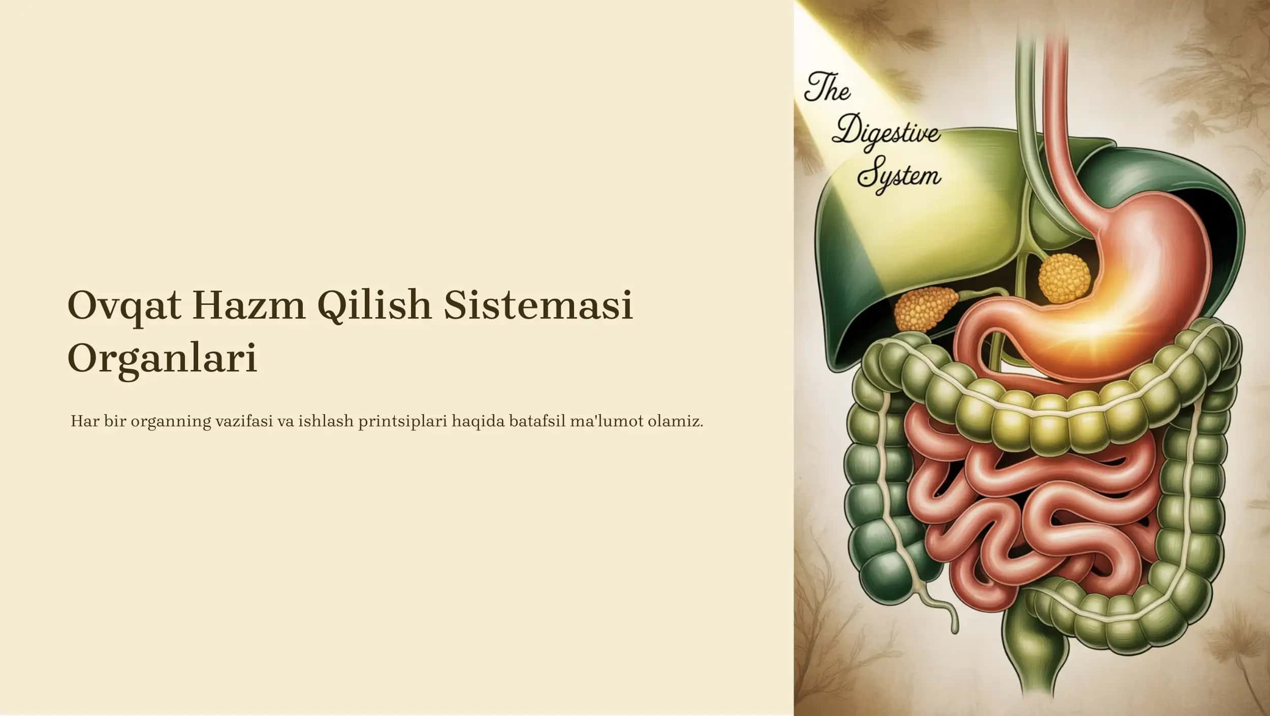 Ovqat Hazm Qilish Sistemasi Organlari