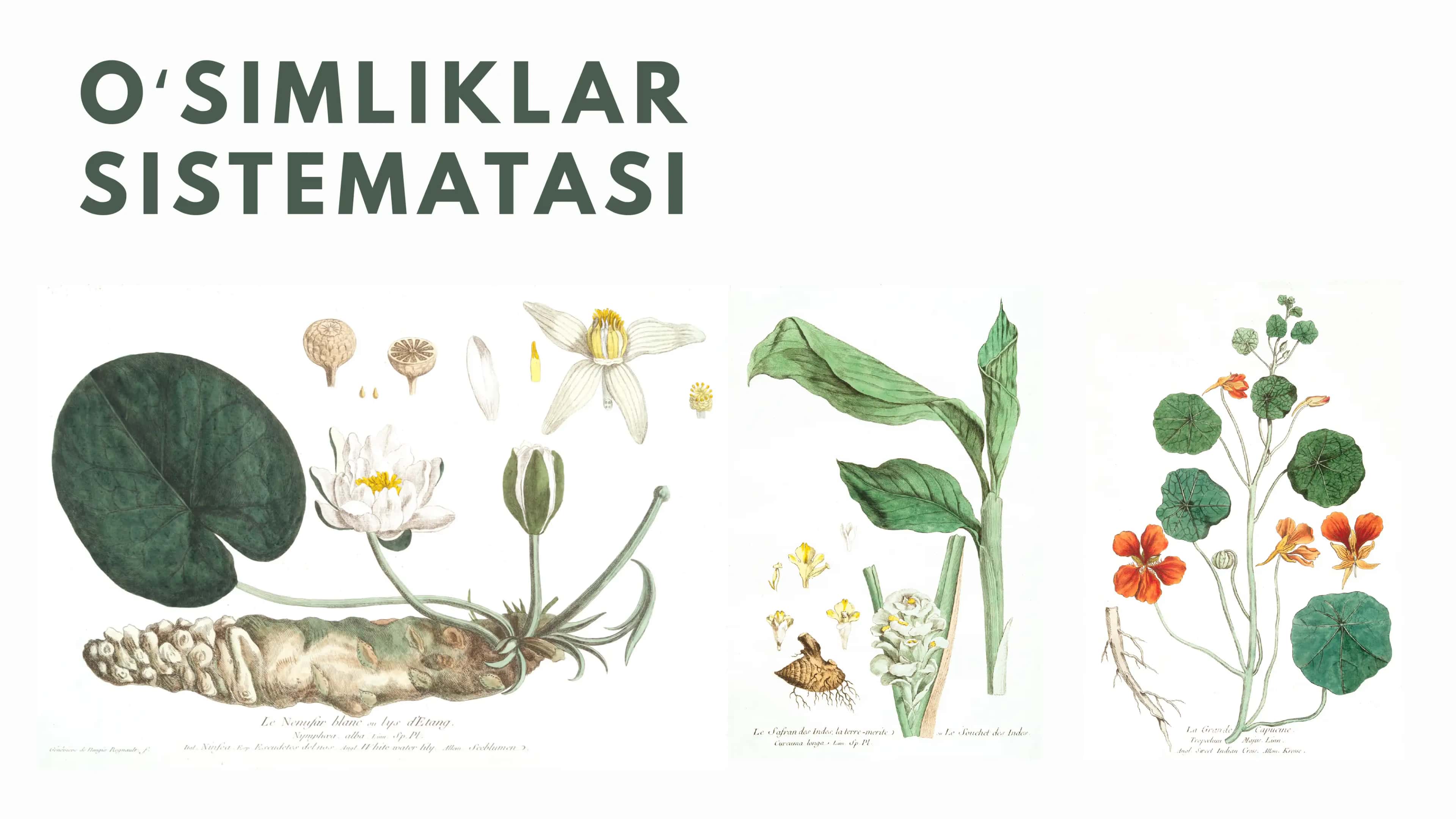 Oʻsimliklar sistematikasi