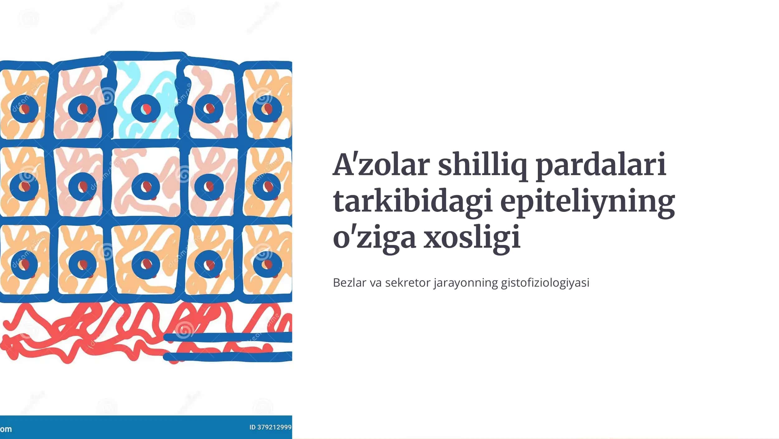 Shilliq parda epit5liysi - bu ichki organlar sirtini qoplovchi maxsus to'qima turi