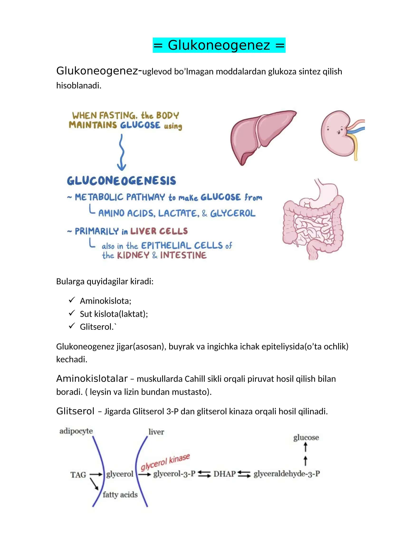 Glukoneogenez