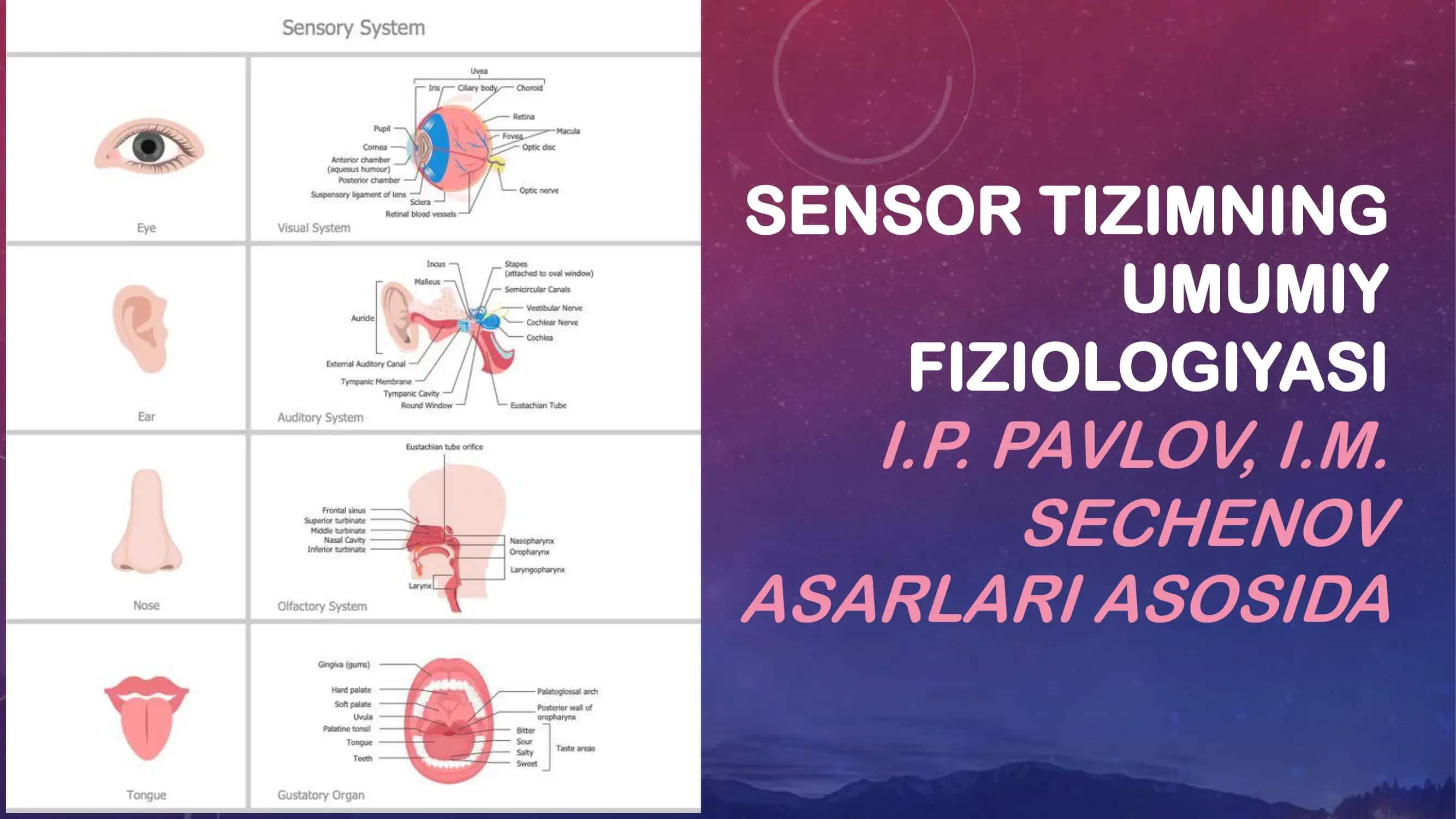 Sensor tizimining umumiy fiziologiyasi
