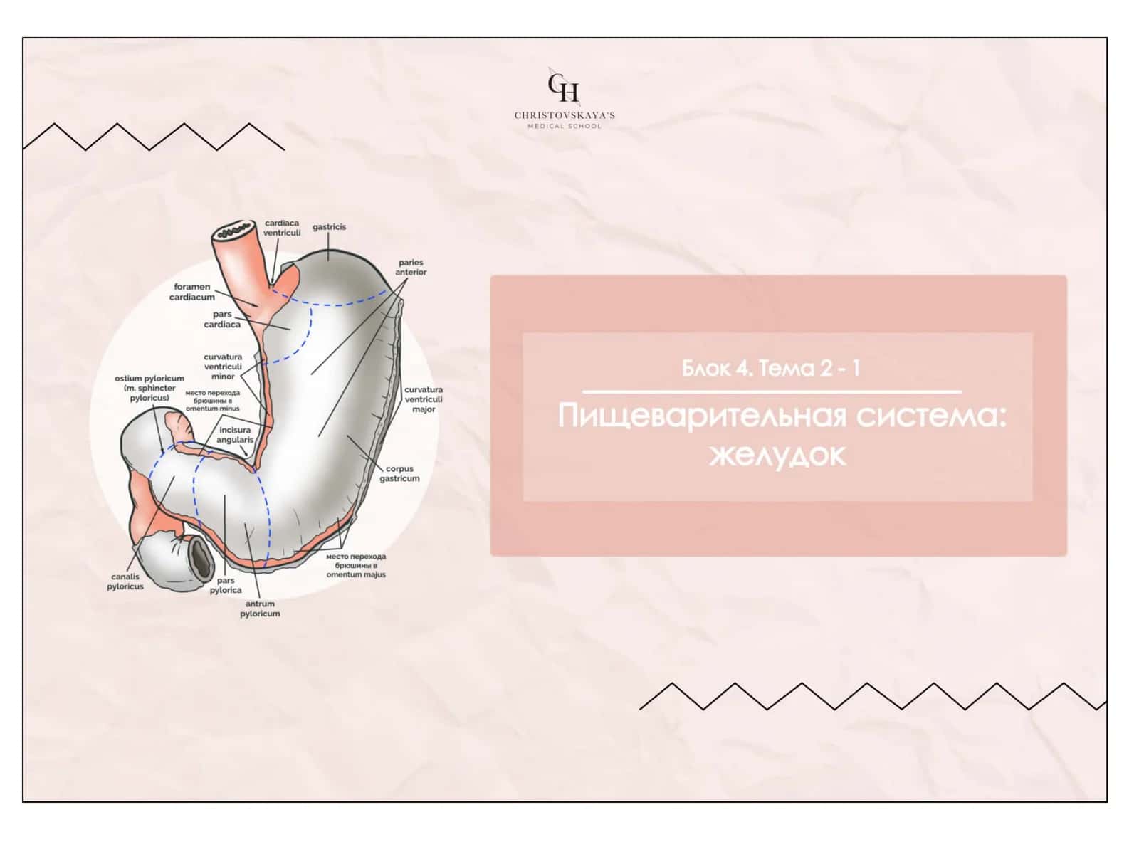 Желудок