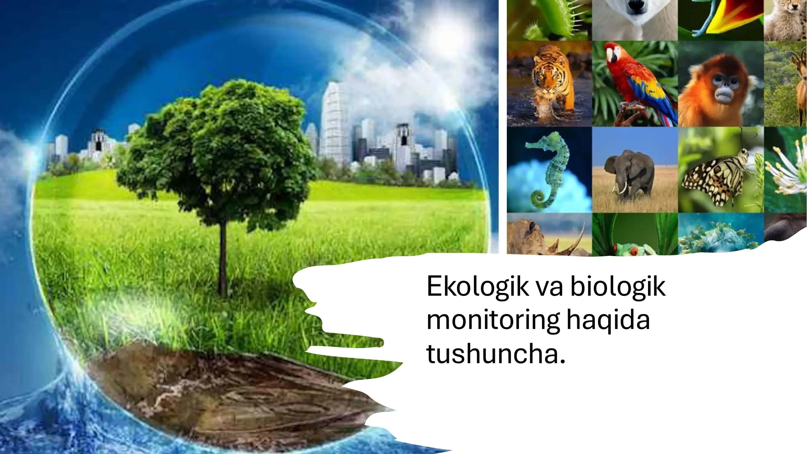 Ekologik va biologik monitoring haqida tushuncha