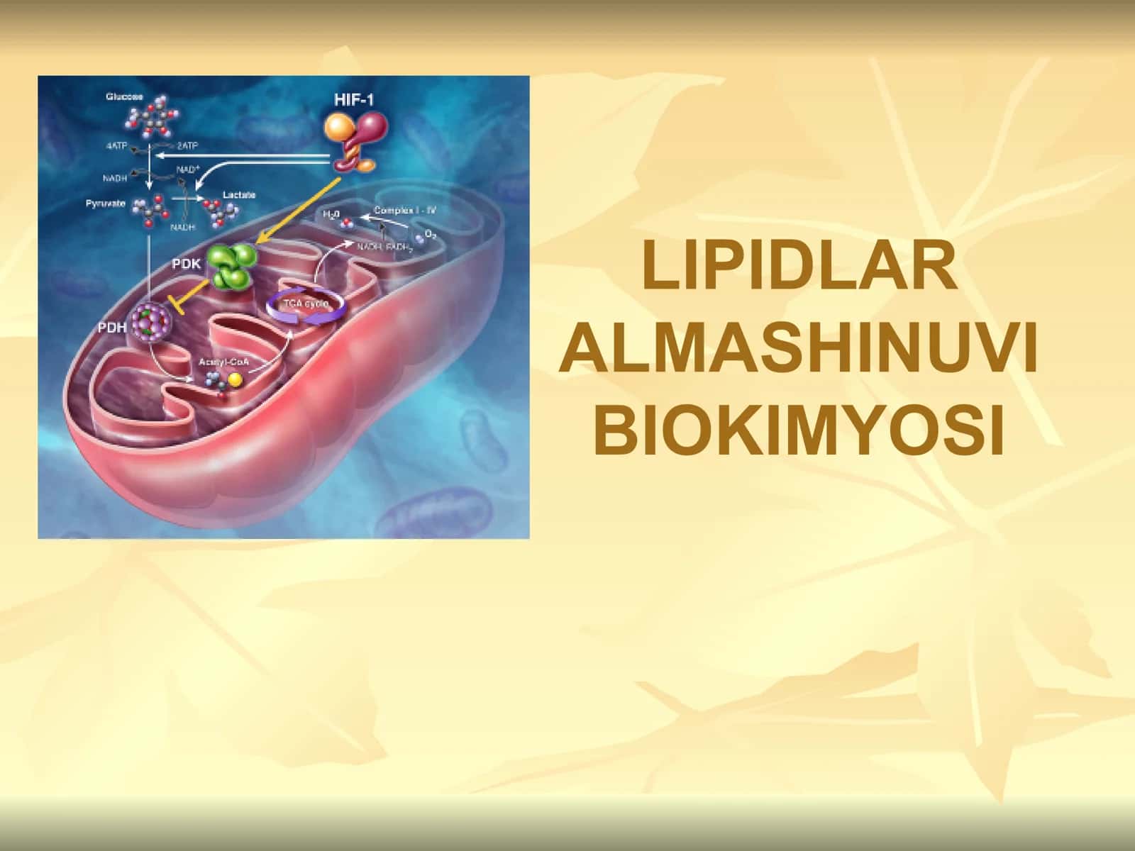 LIPIDLAR