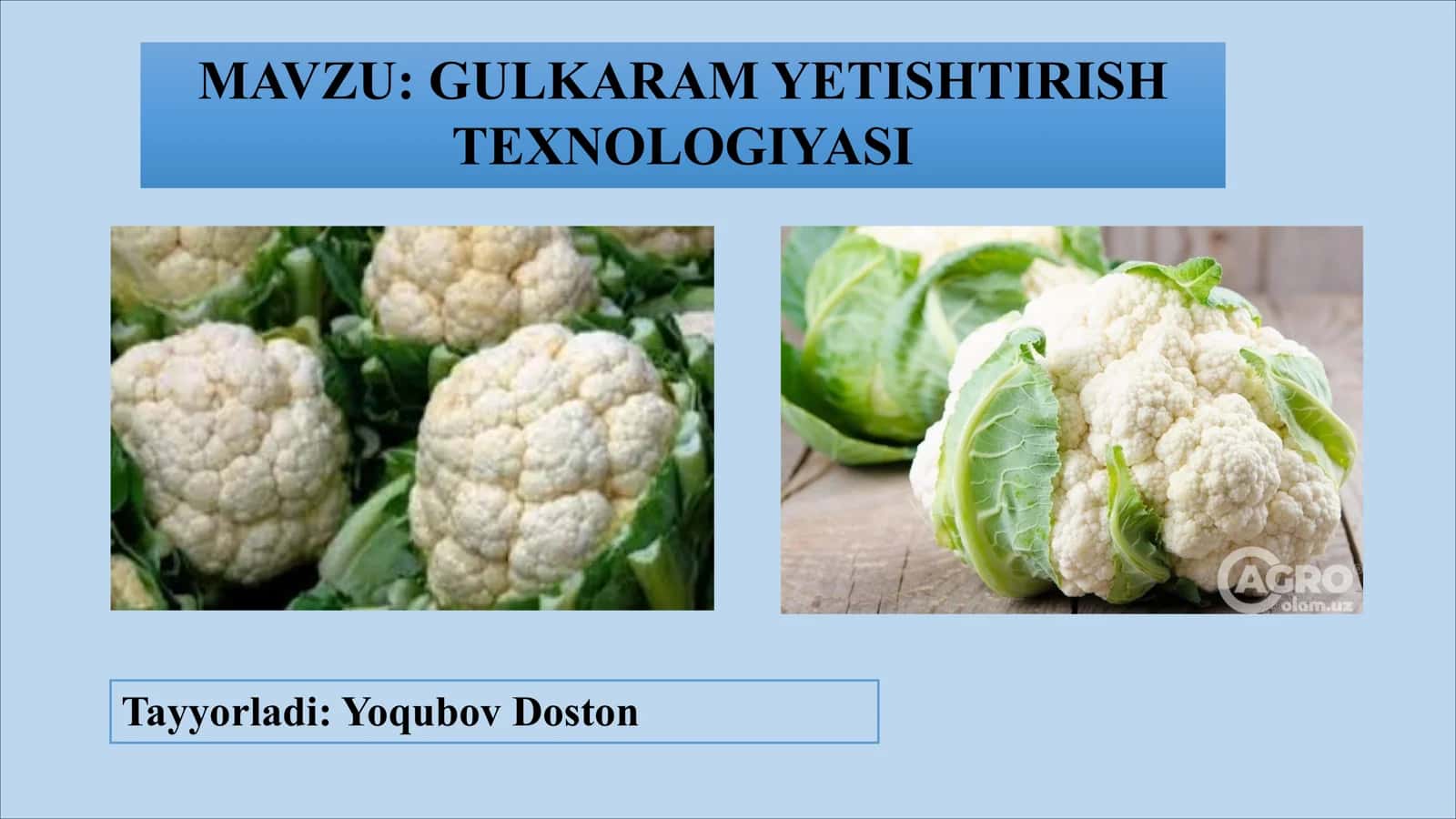 GULKARAM YETISHTIRISH TEXNOLOGIYASI