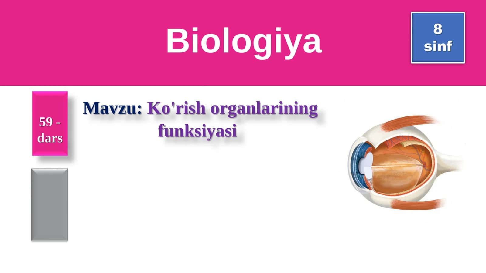 📘 🆓 8-SINF BIOLOGIYA: KO‘RISH ORGANLARINING FUNKSIYASI (TAQDIMOT)