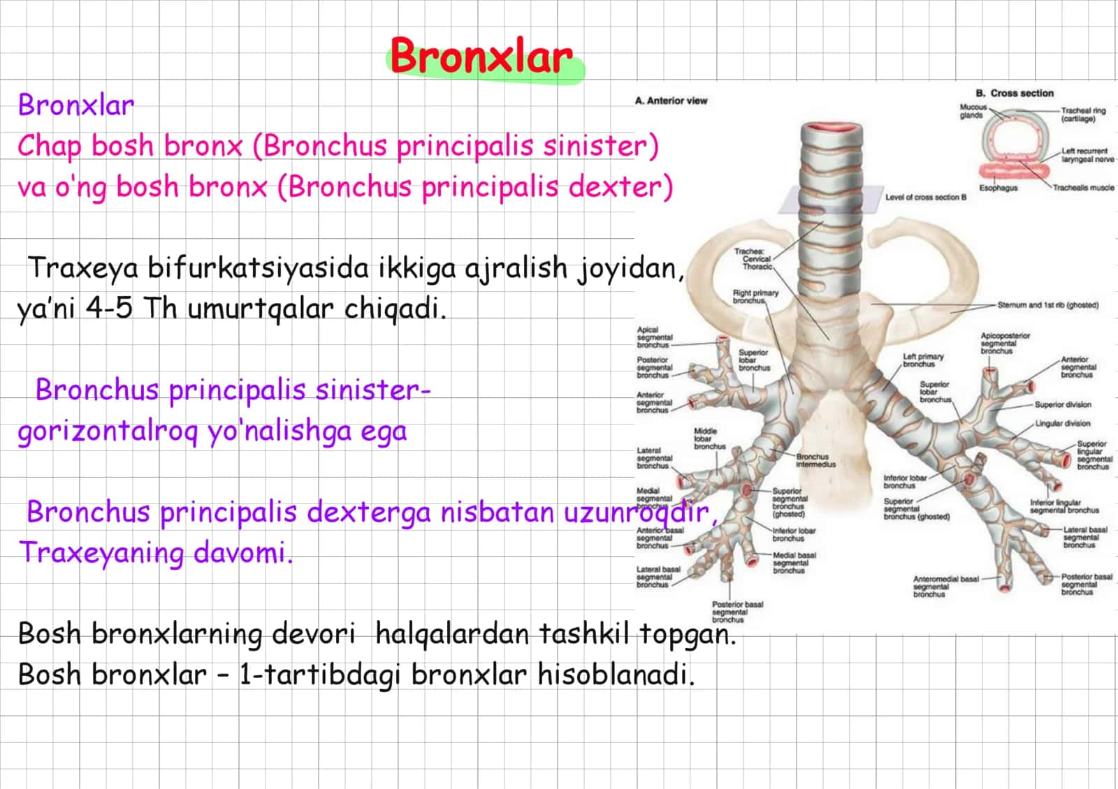 ronxlar, bronxiolalar to’liq.