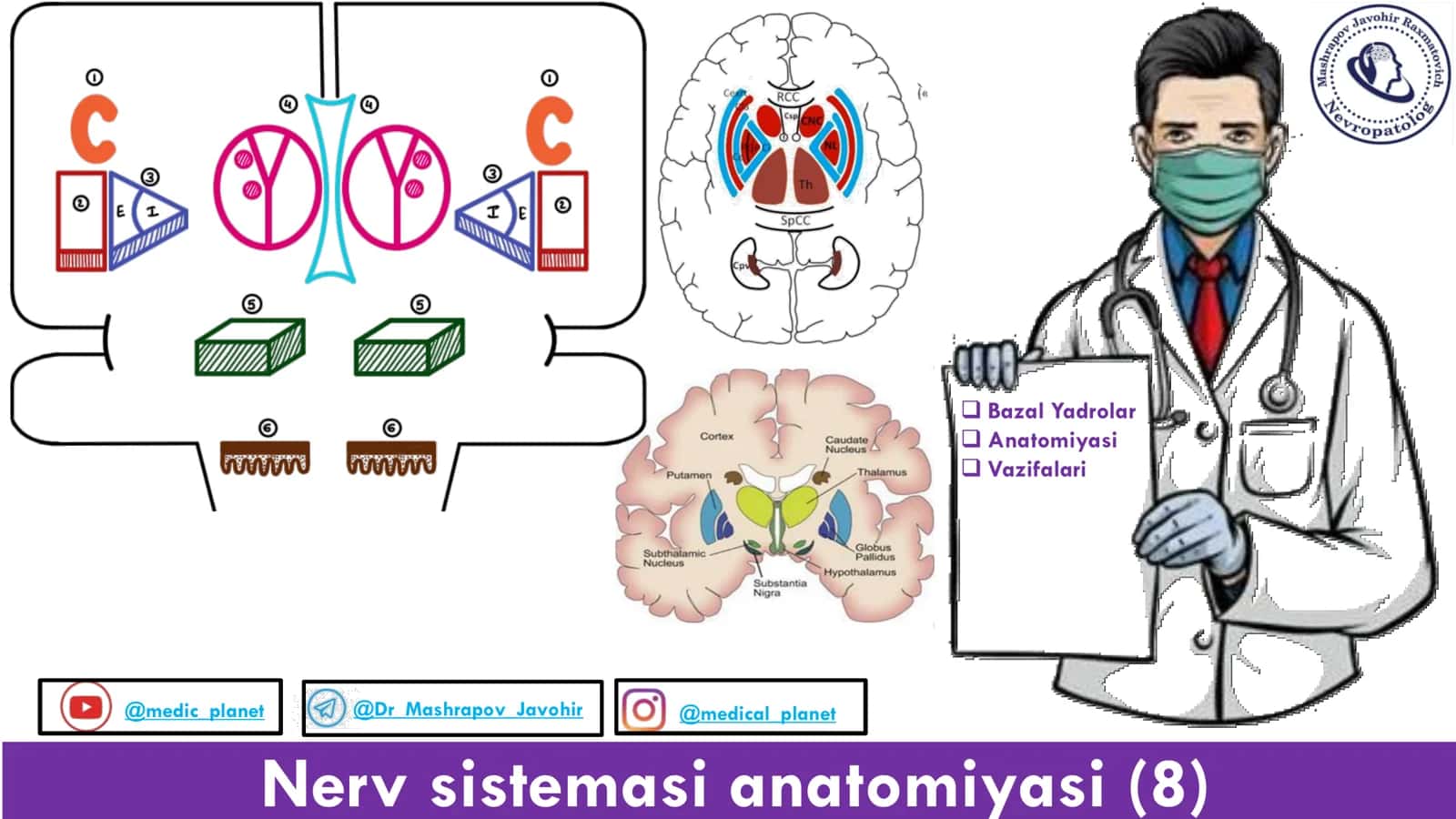 Nerv sistemasi anatomiyasi