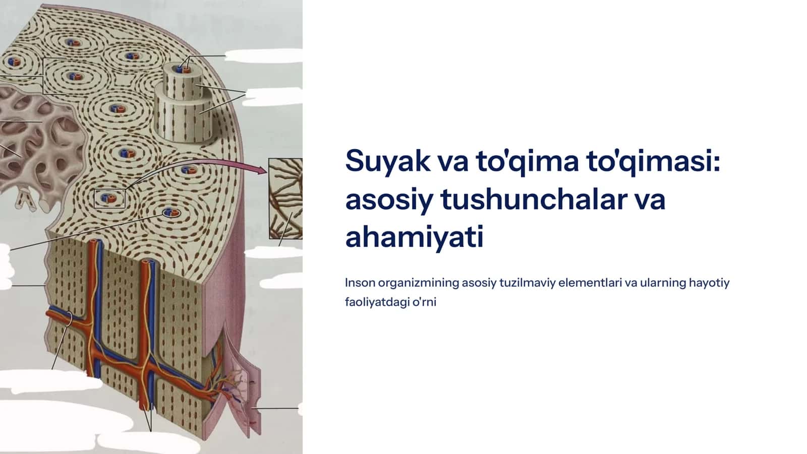 Suyak va tog’ay to’qimasi