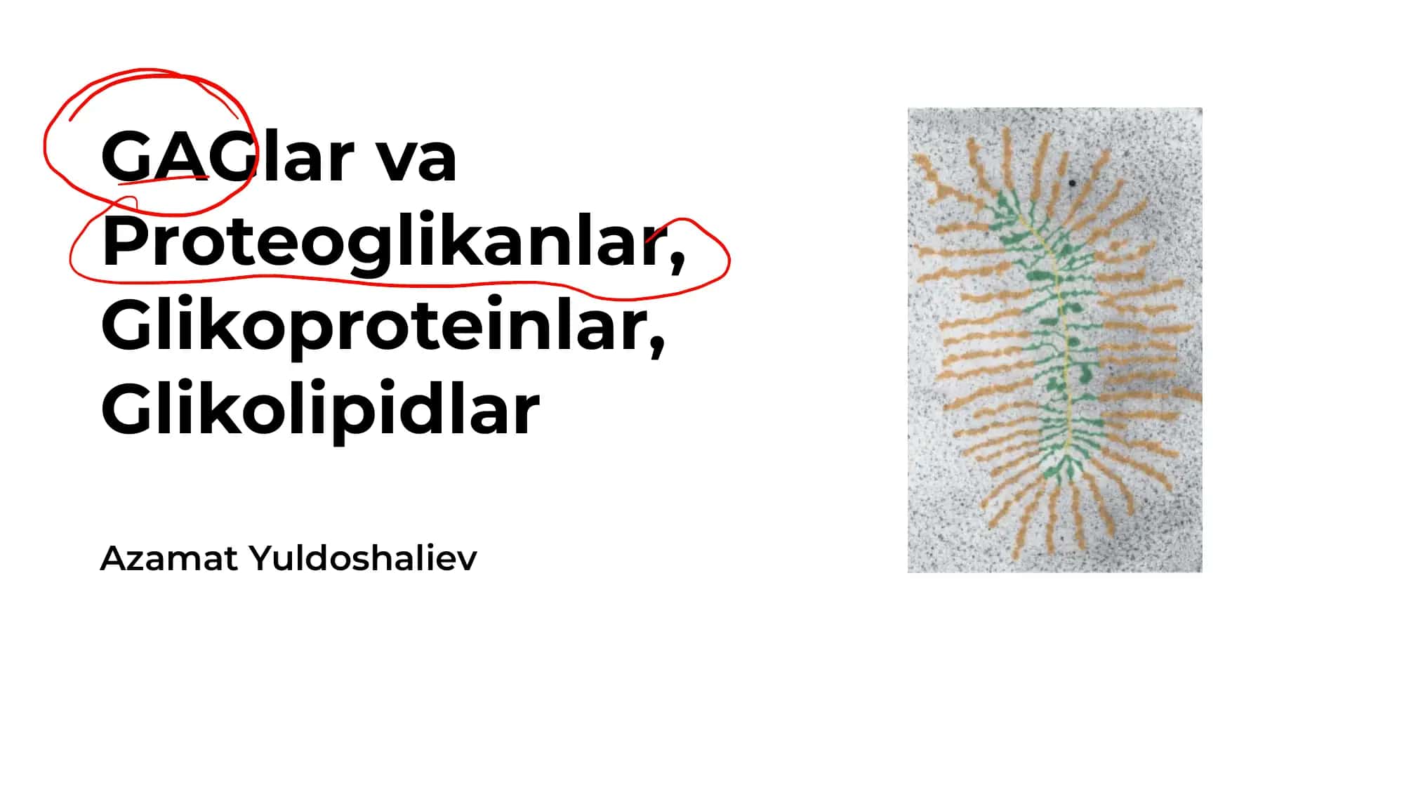 GAGlar va proteoglikanlar