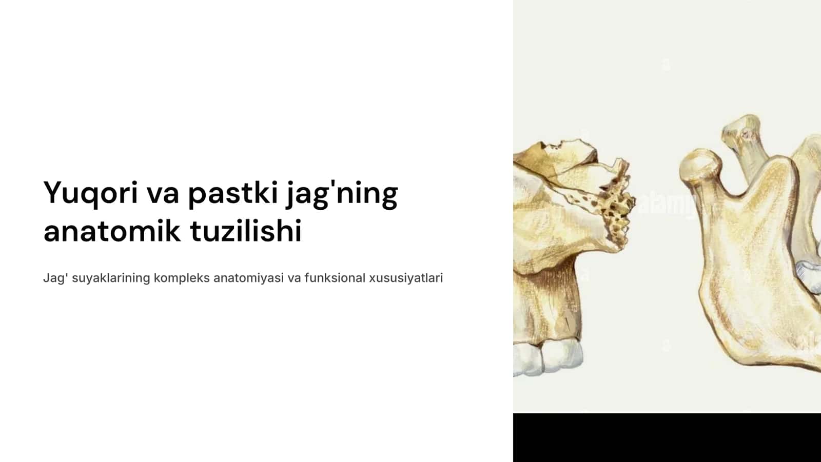 Yuqori va pastki jag‘ning anatomik tuzilishi.