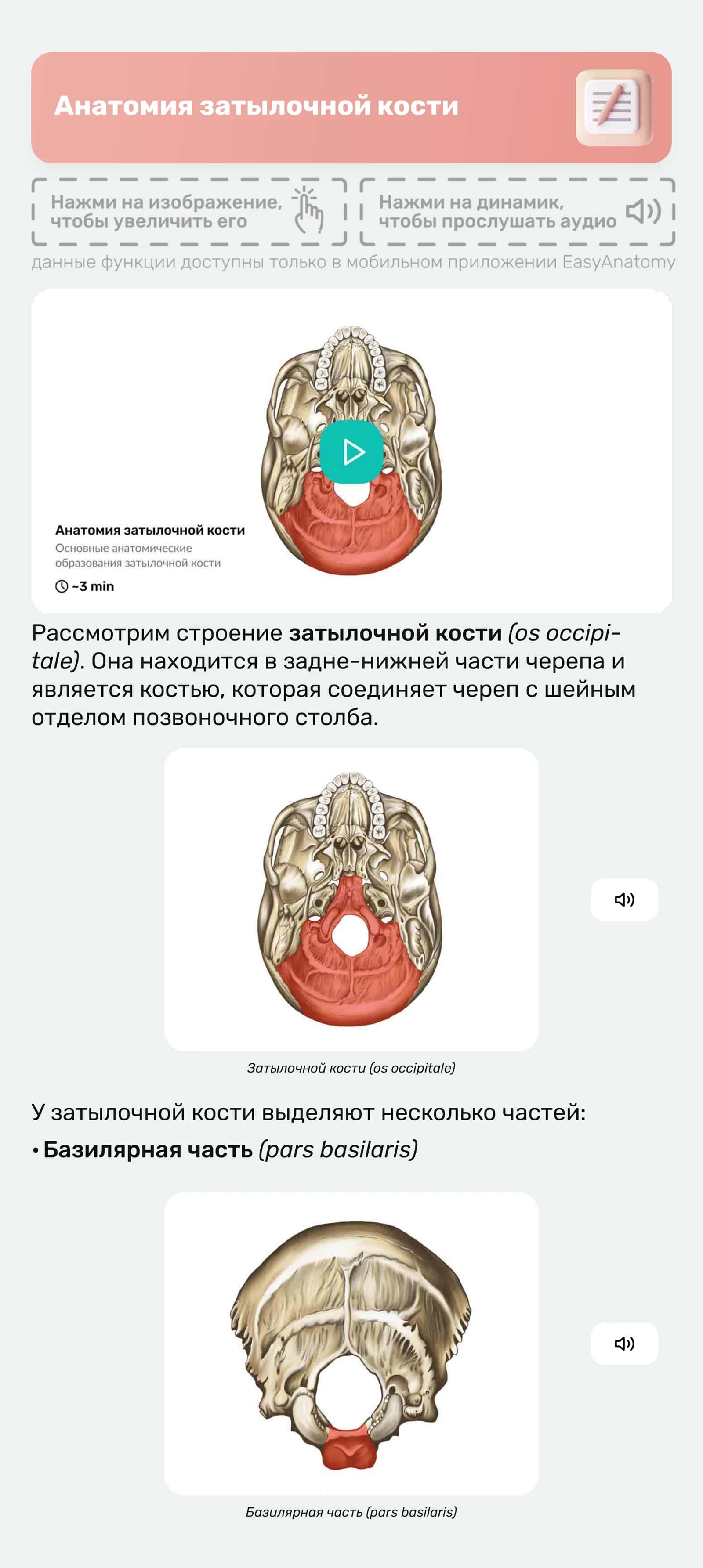 Анатомия затылочной кости
