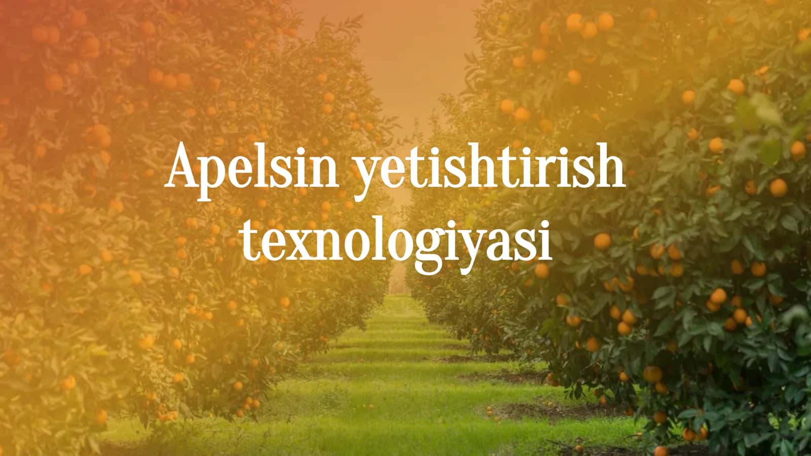 Apelsin yetishtirish texnologiyasi