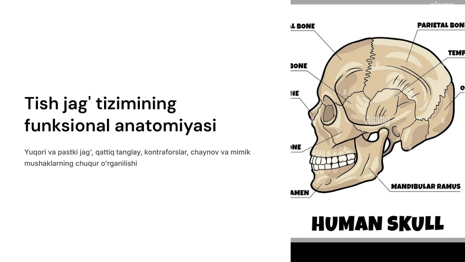 Tish jag‘ tizimining funksional anatomiyasi. Yuqori va pastki jag‘ qattiq tanglay. Kontraforslar. Chaynov va mimik mushaklar