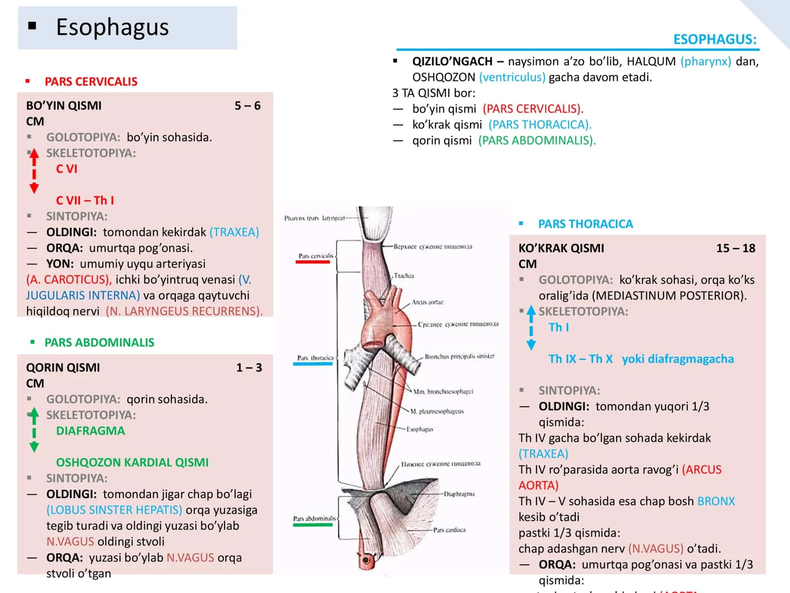 PARS CERVICALIS