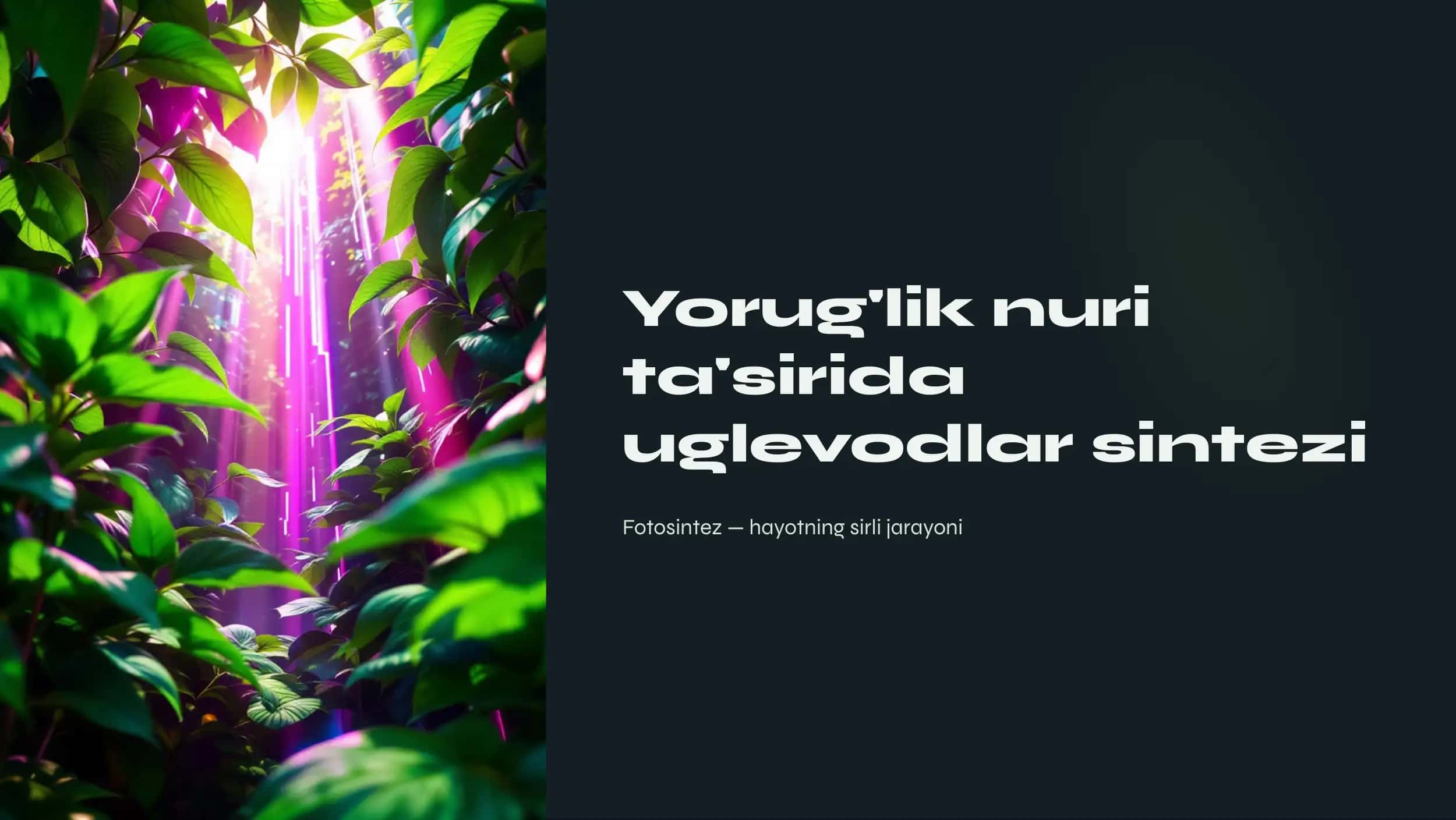 Fotosintezning jarayoni haqida ma'lumot