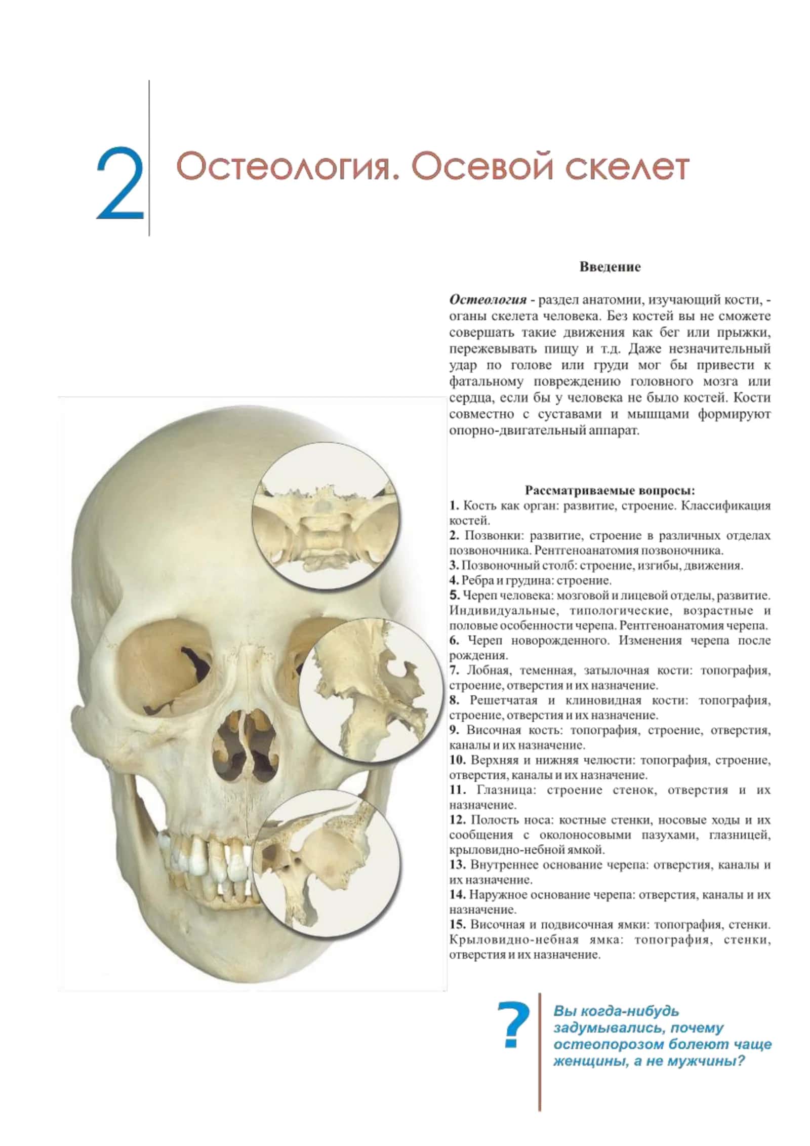 Остеология. Осевой скелет