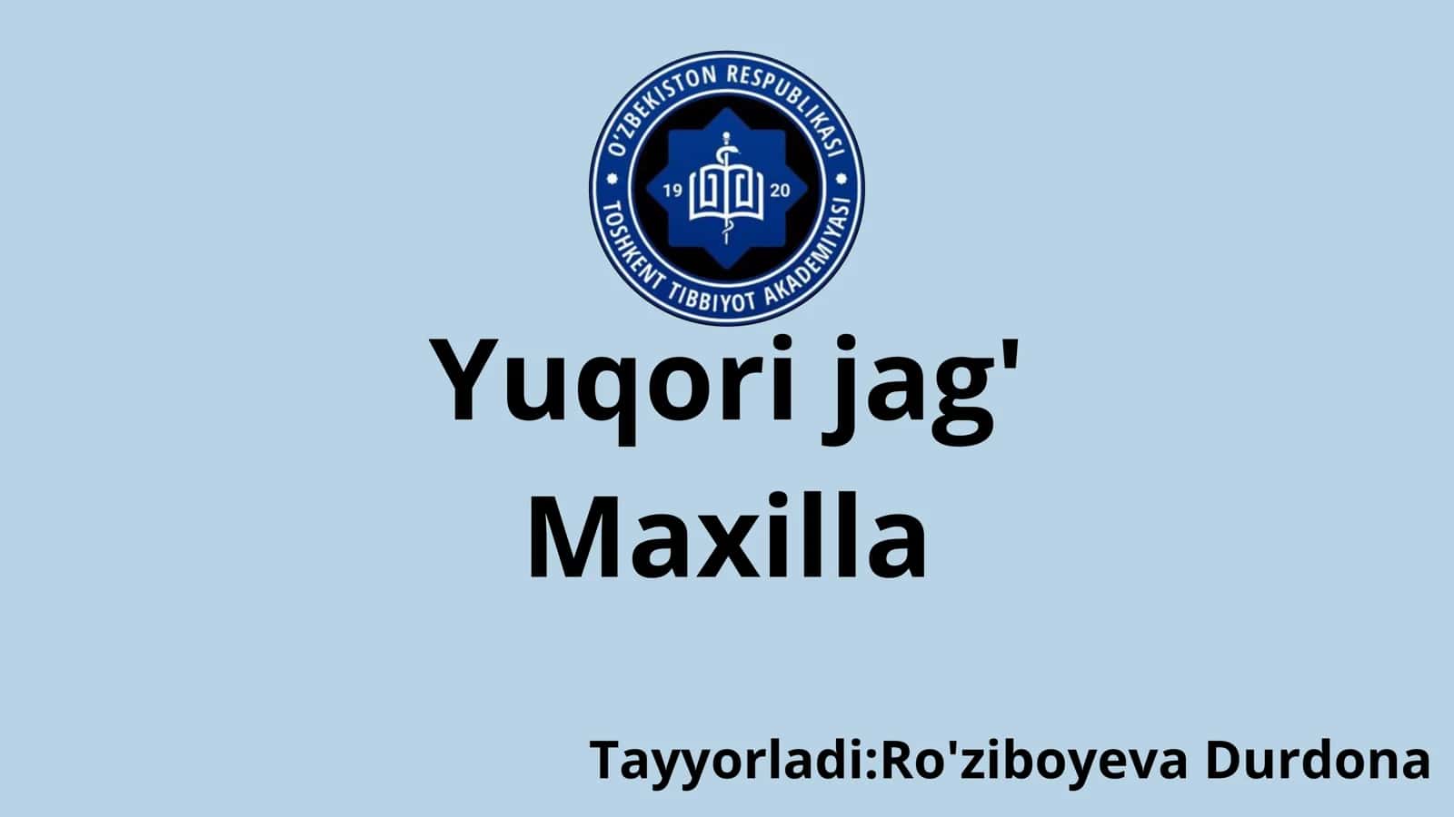 Yuqori jag‘. Maxilla