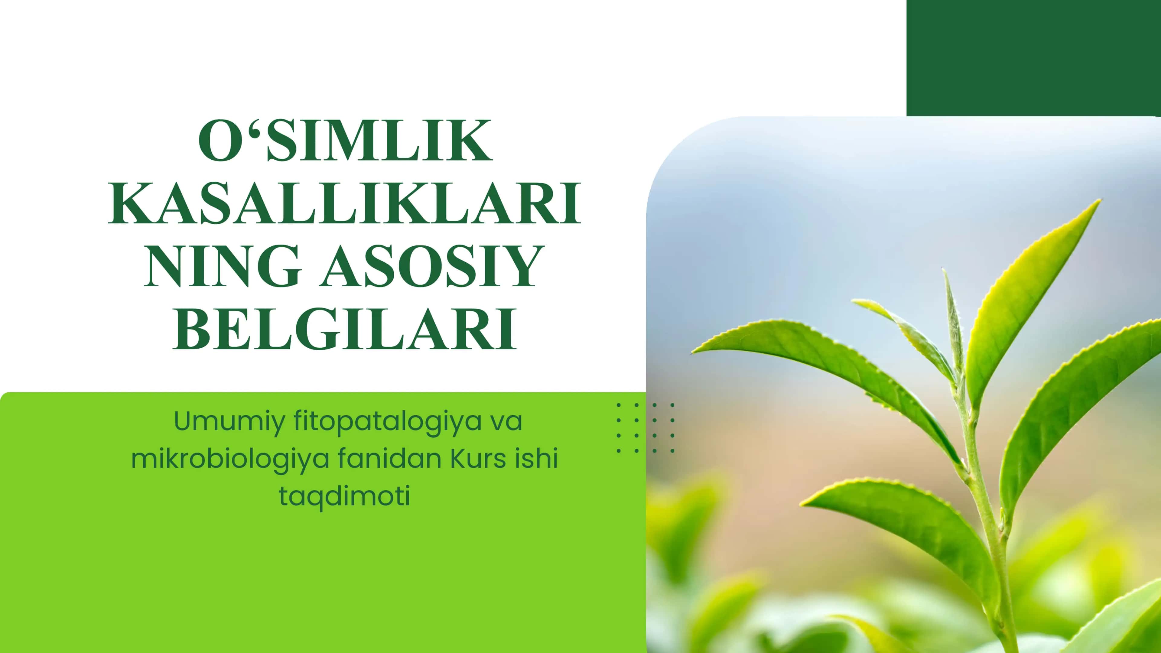 Oʻsimlik kasalliklar asosiy belgilari