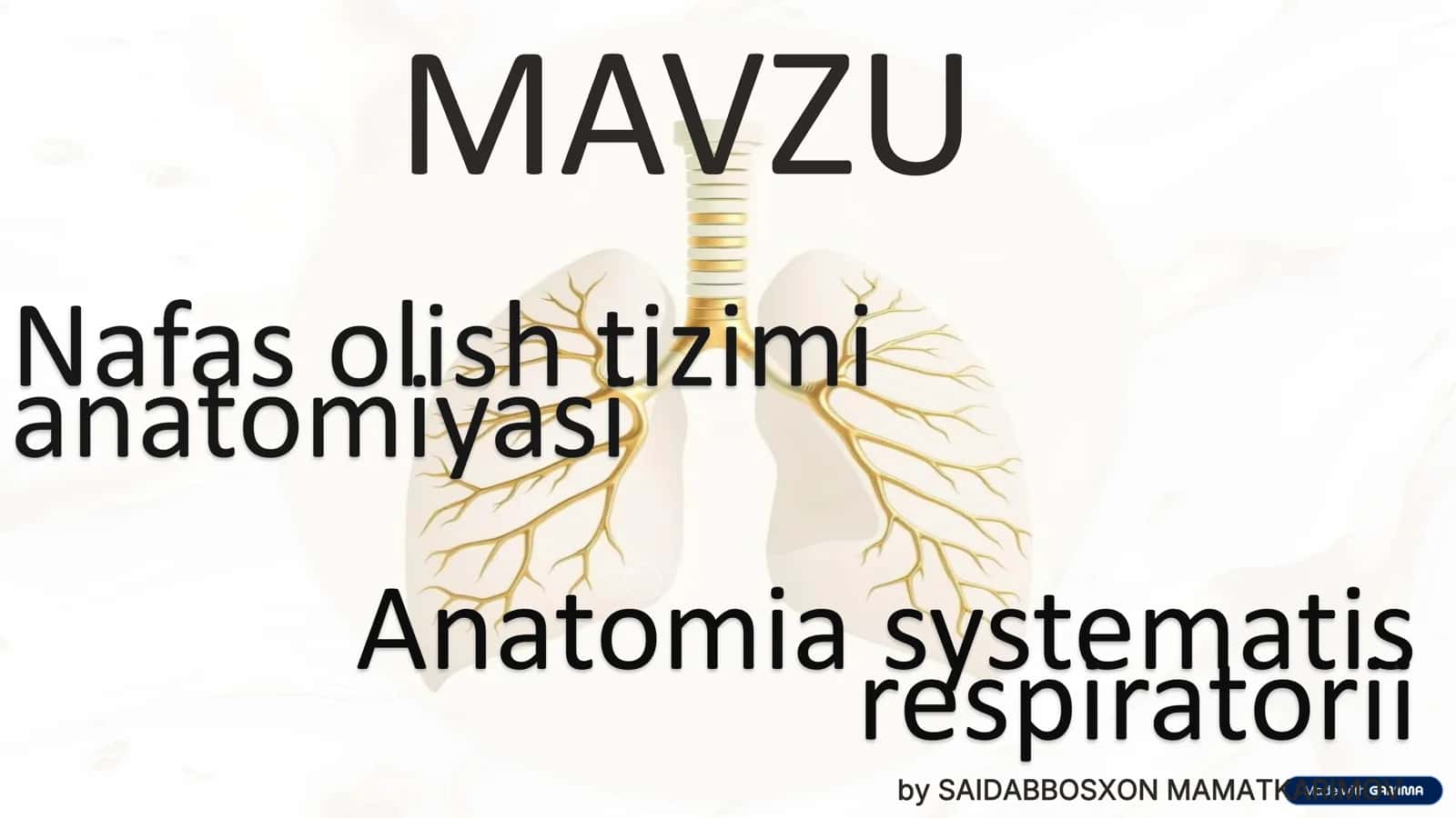 Nafas olish tizimi anatomiyasi