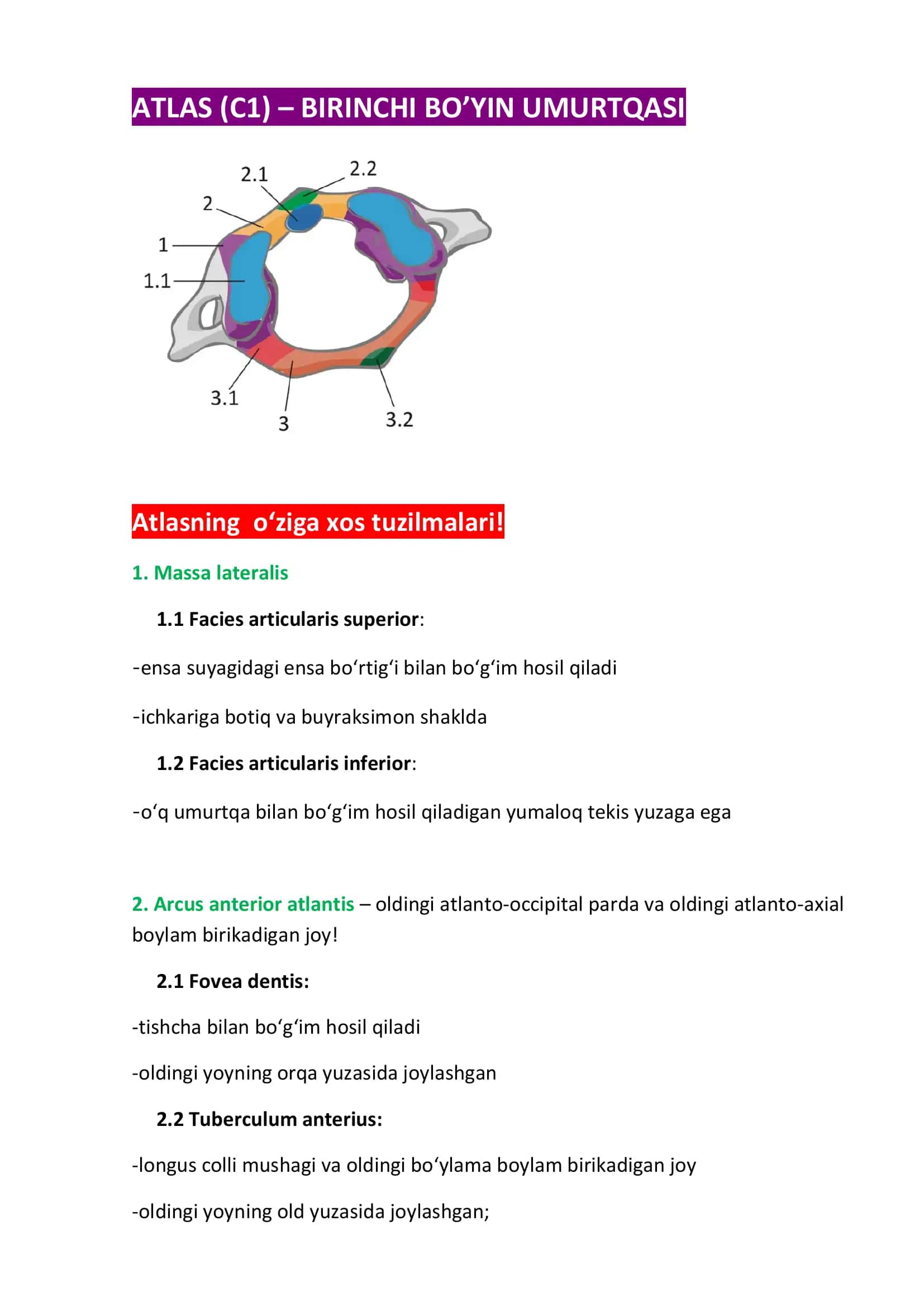ATLAS (C1) – BIRINCHI BO’YIN UMURTQASI