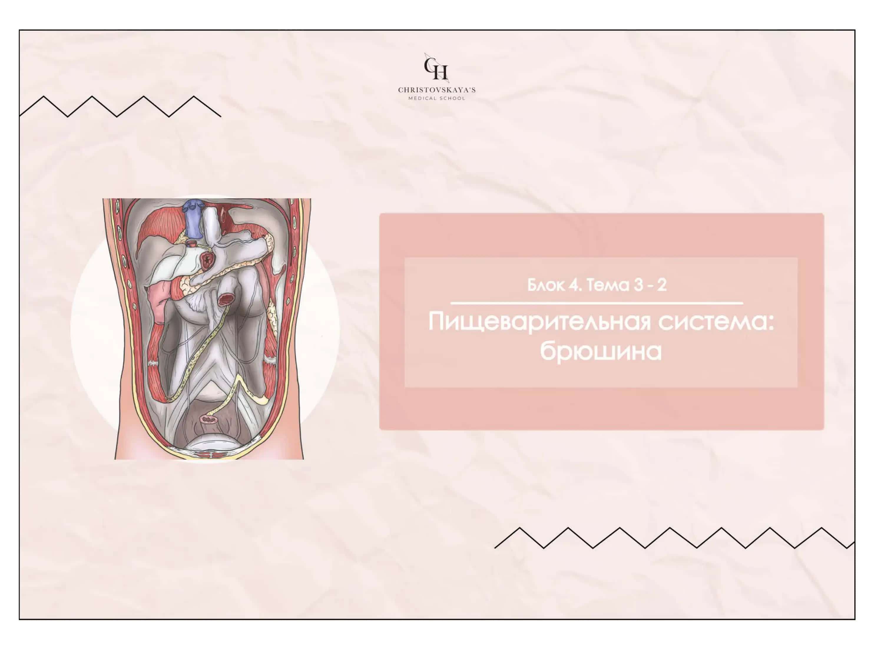 Cavitas abdominalis et peritoneum
