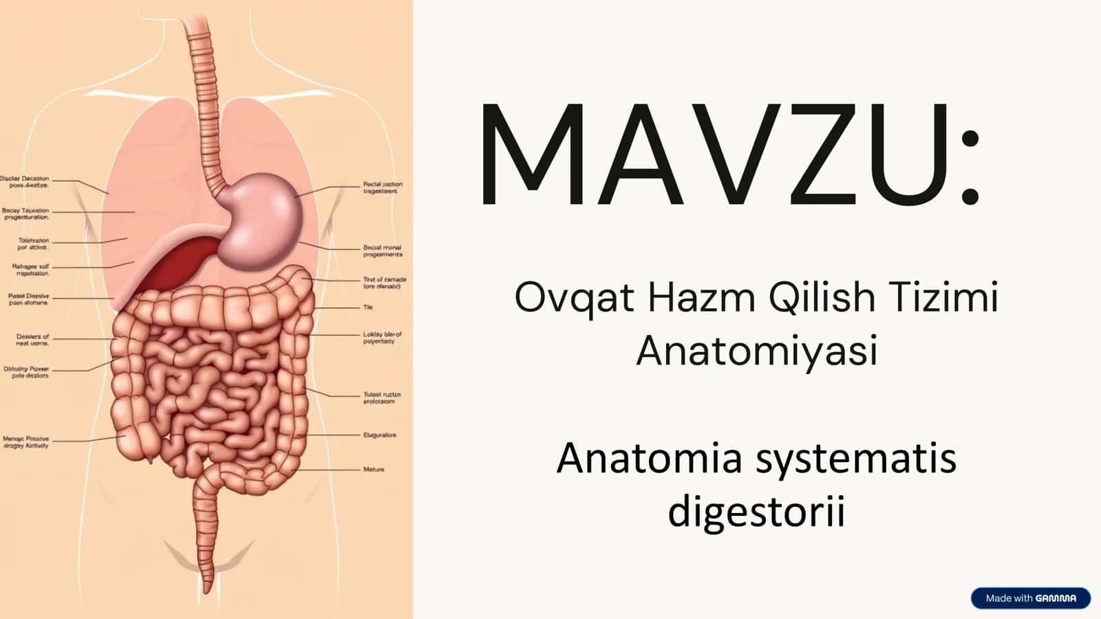Ovqat Hazm Qilish Tizimi