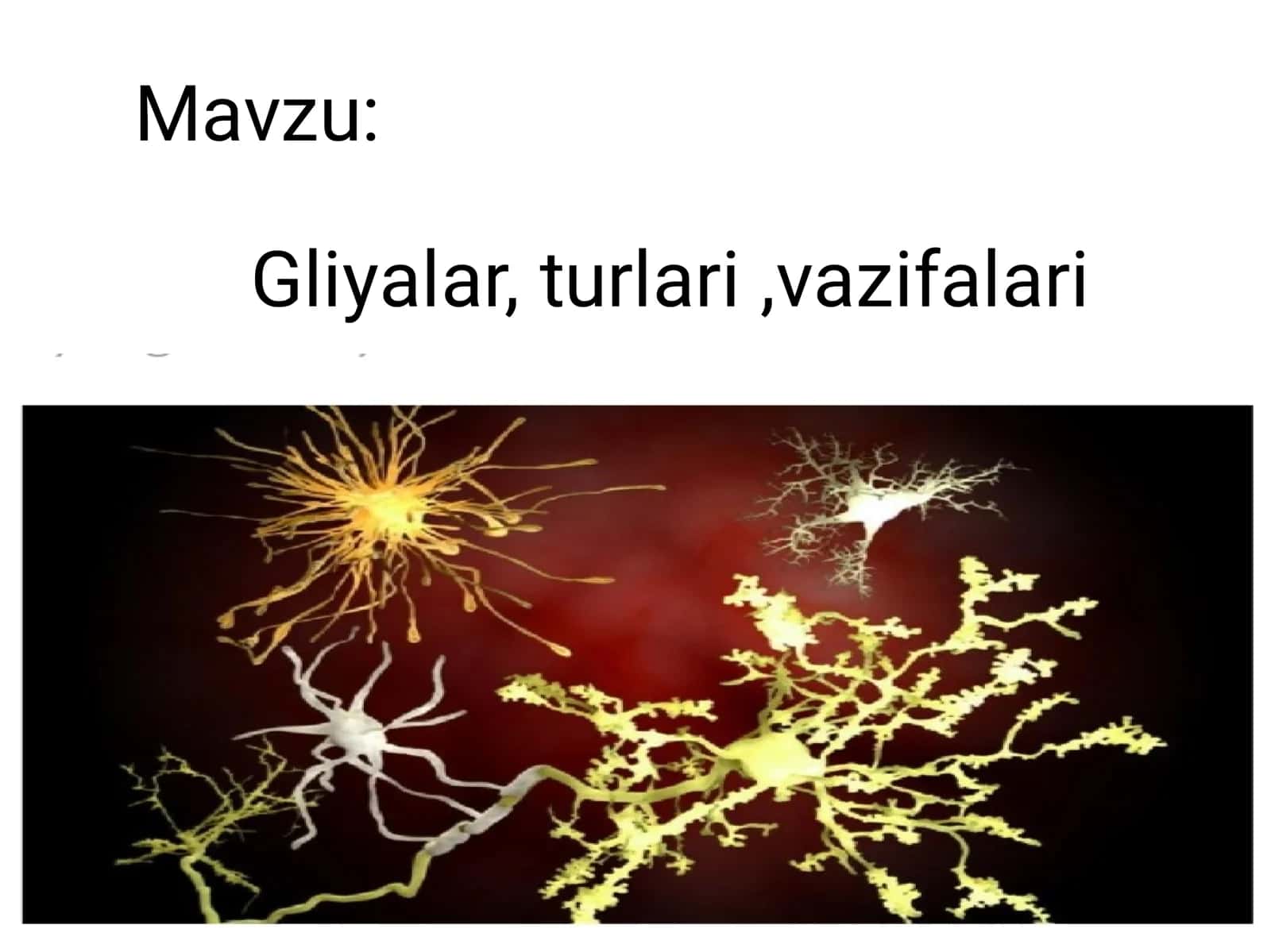 Gliyalar, turlari, vazifalari