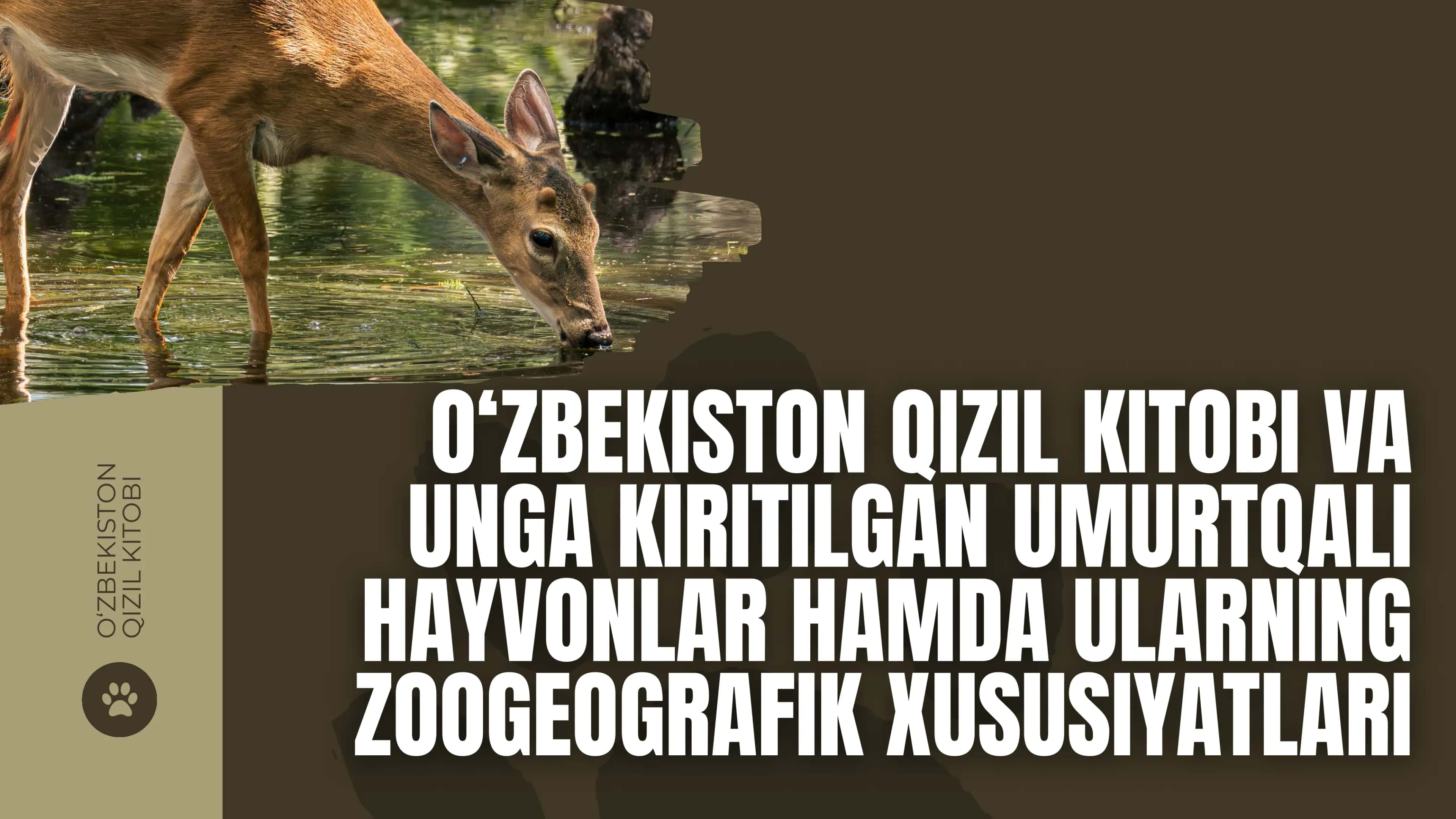 qizil kitobga kiritilgan umirtqalilar