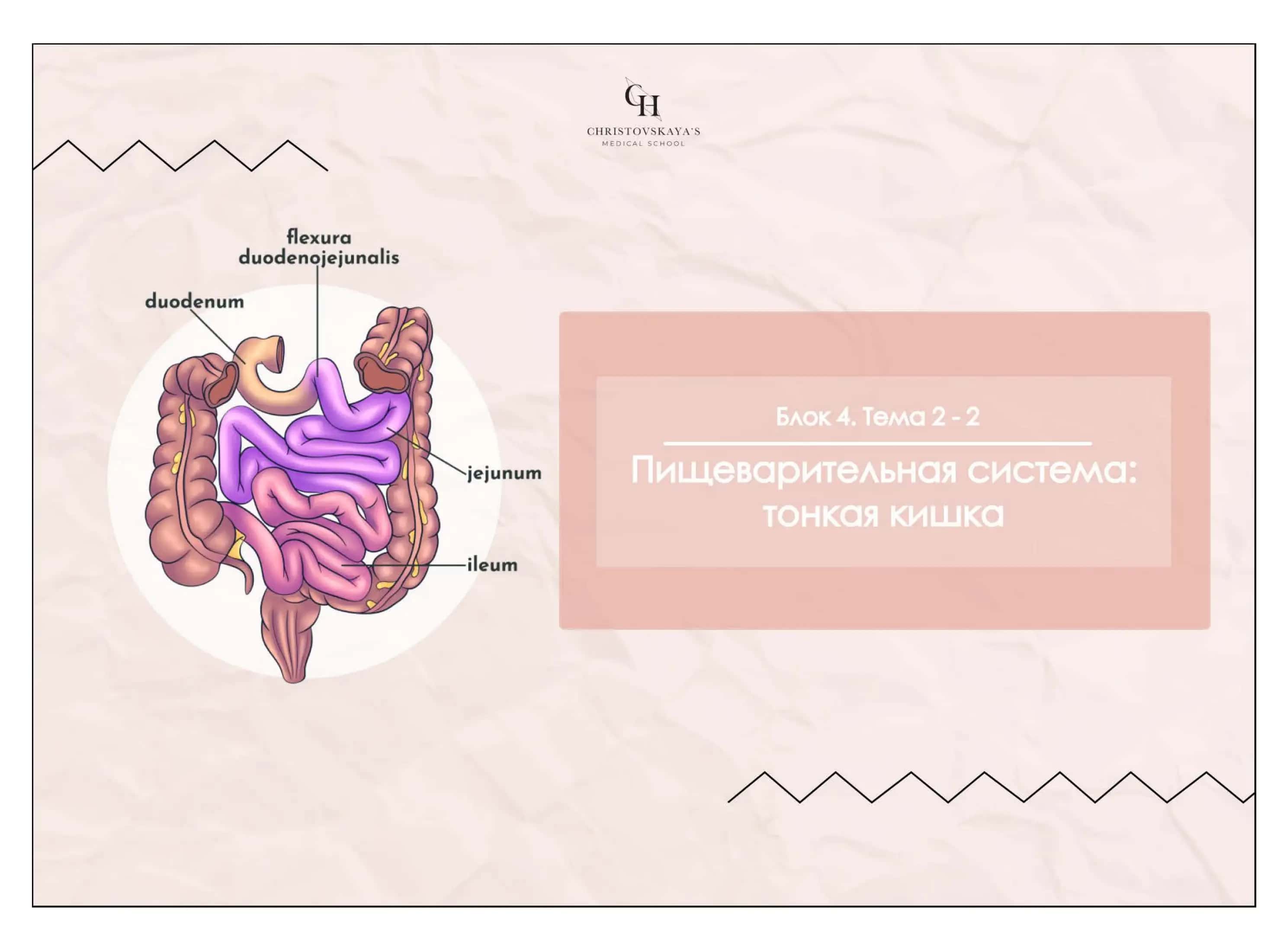 Тонкая кишка