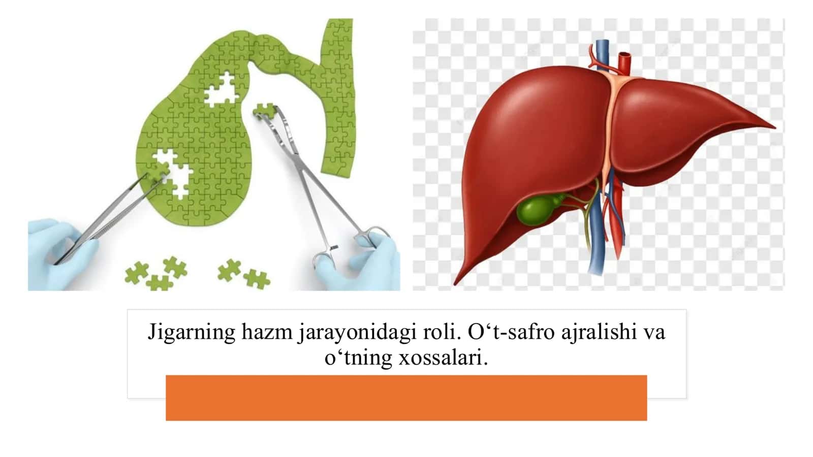 Jigarning hazm jarayonidagi roli. O‘t-safroajralishi va o‘tning xossalari. ​