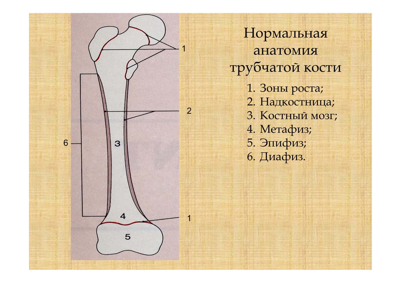 Остеомиелит