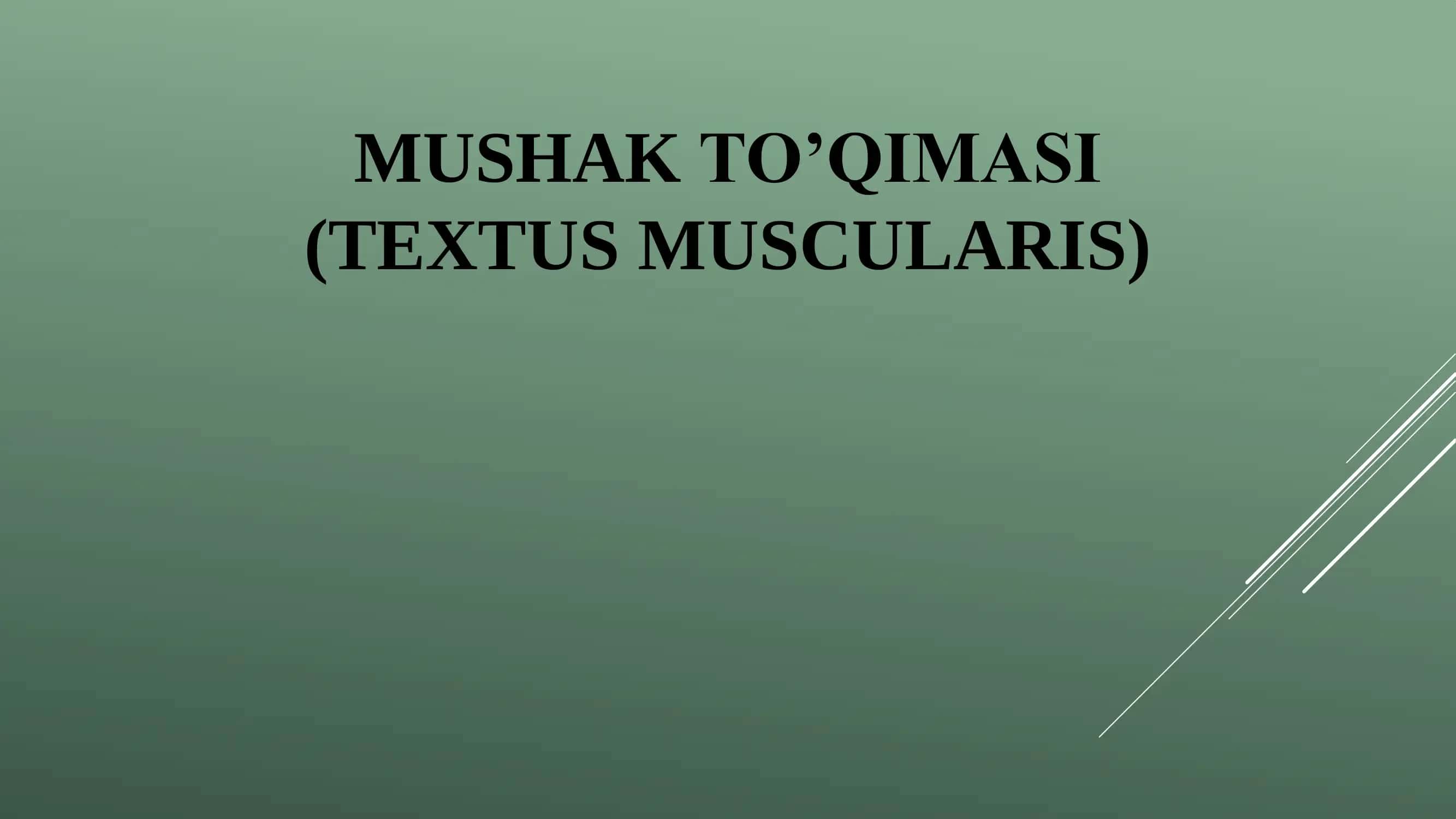 Silliq mushak to’qimasi (Textus Muscularis)