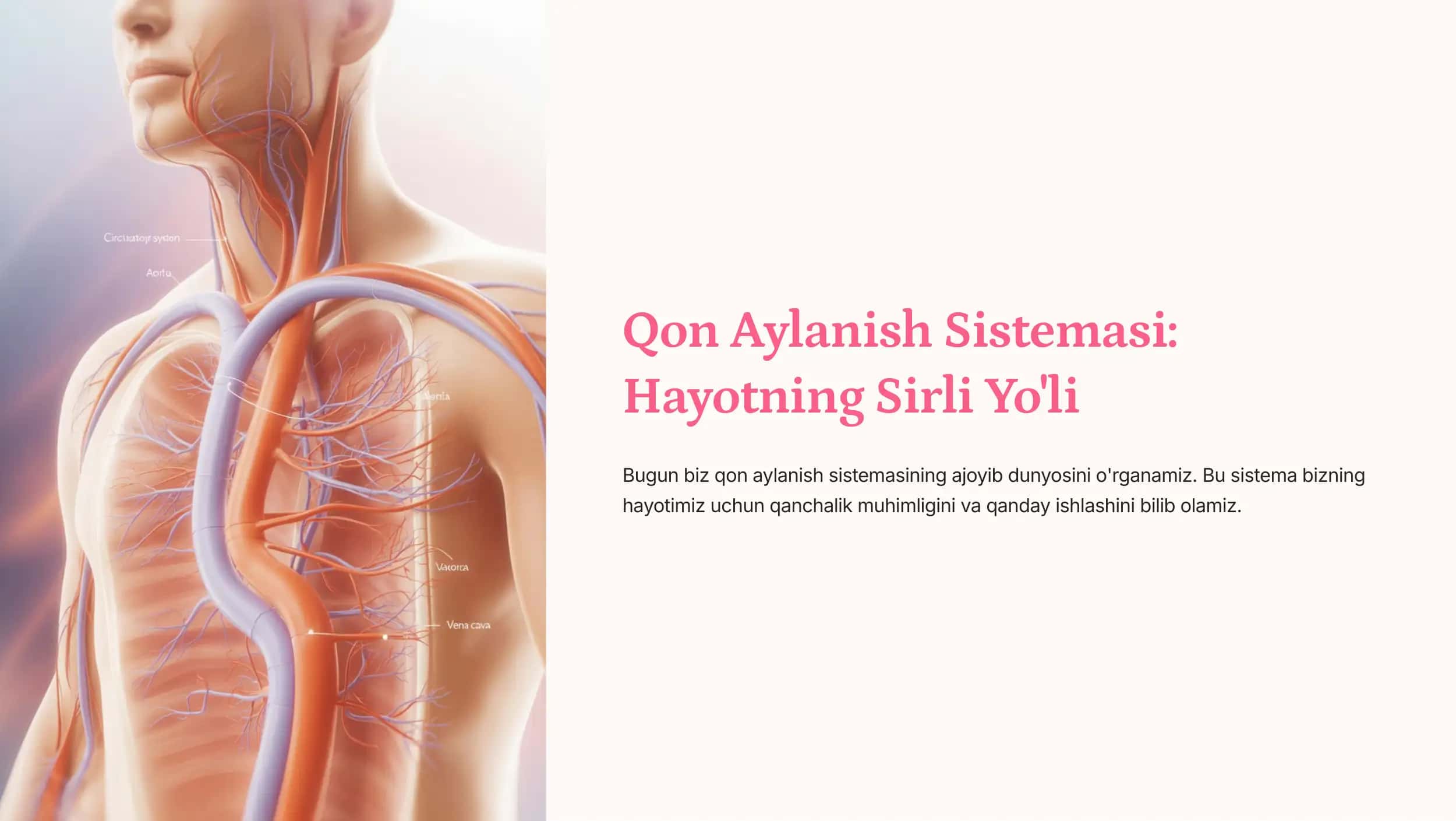 Qon Aylanish Sistemasi