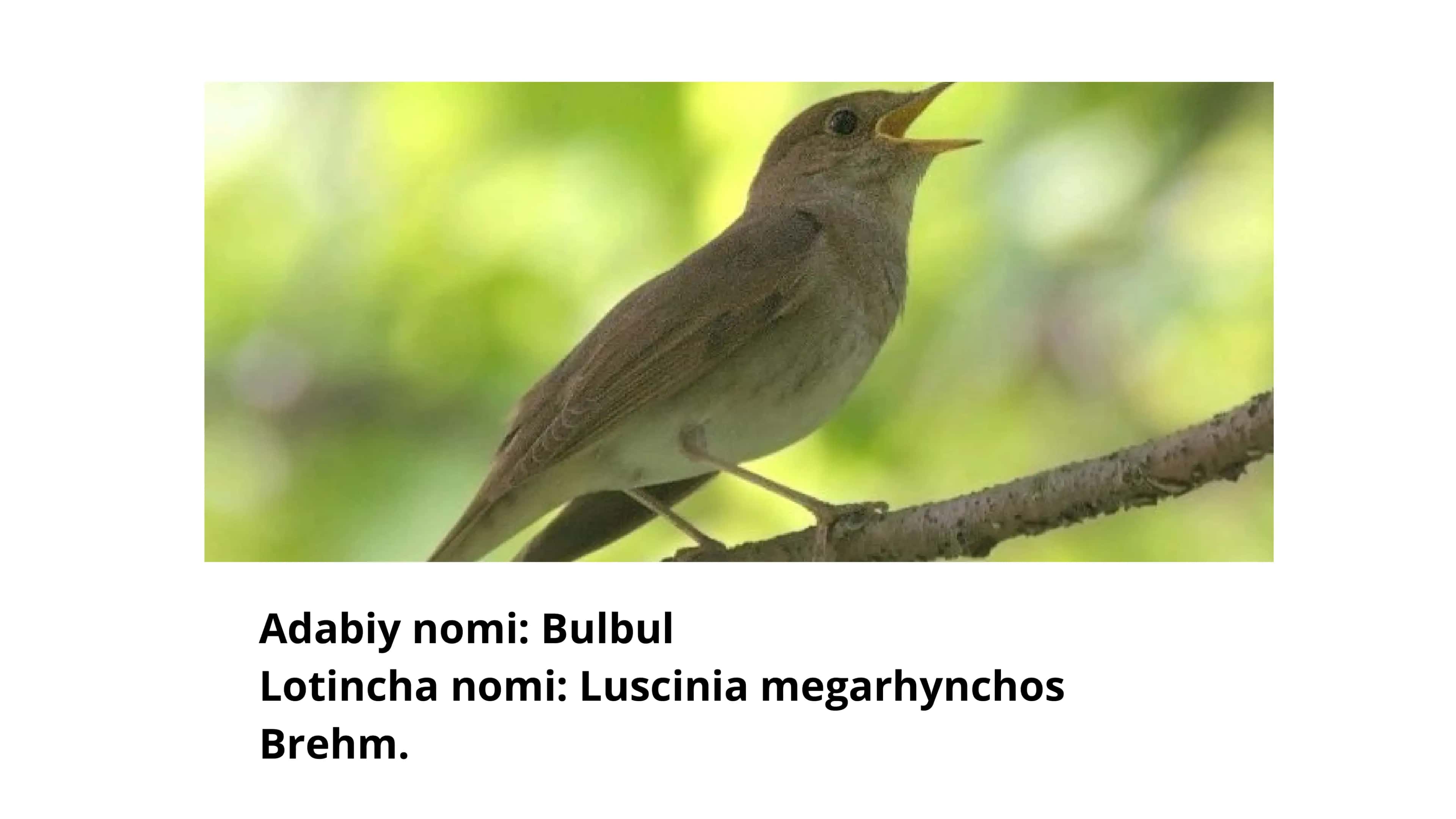 Bulbul haqida malumot