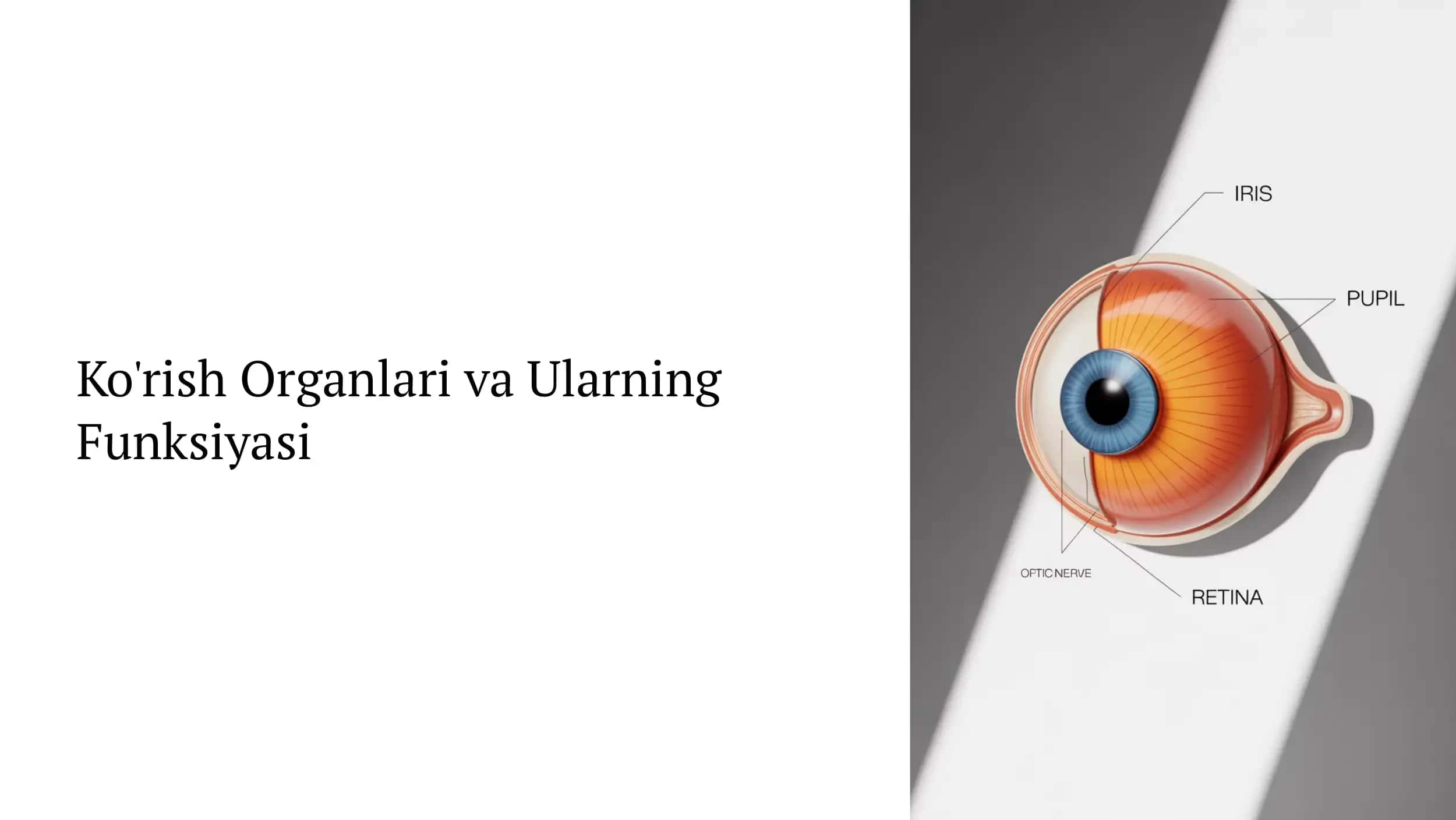 Ko'rish Organlari va Ularning Funksiyasi