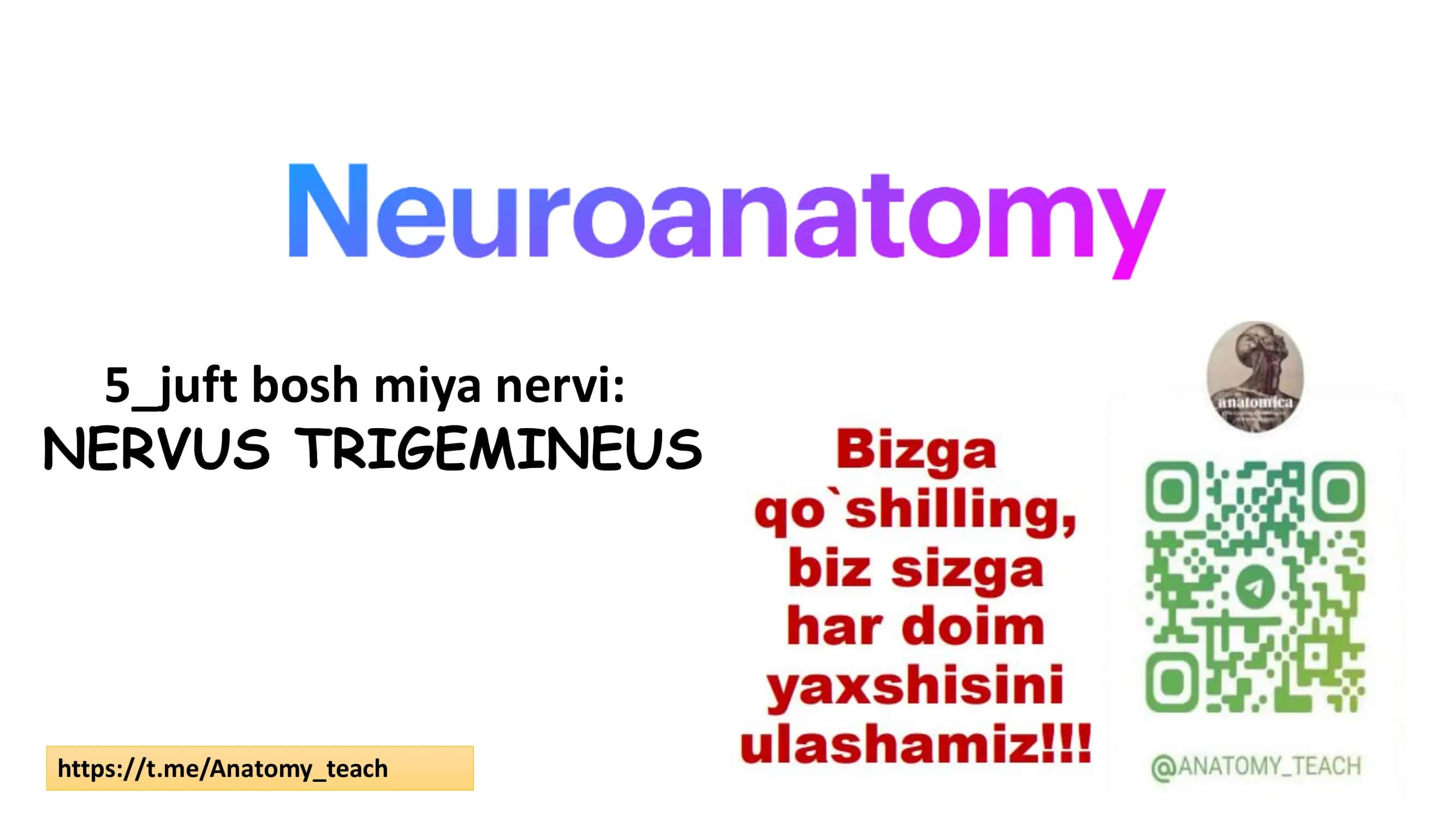 Nervus Trigemineus