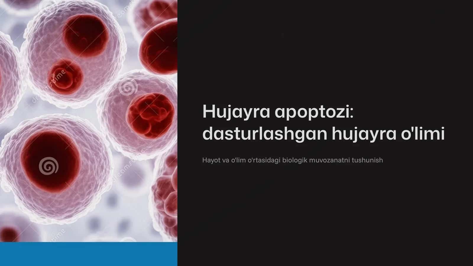 Xujayra apoptozi.