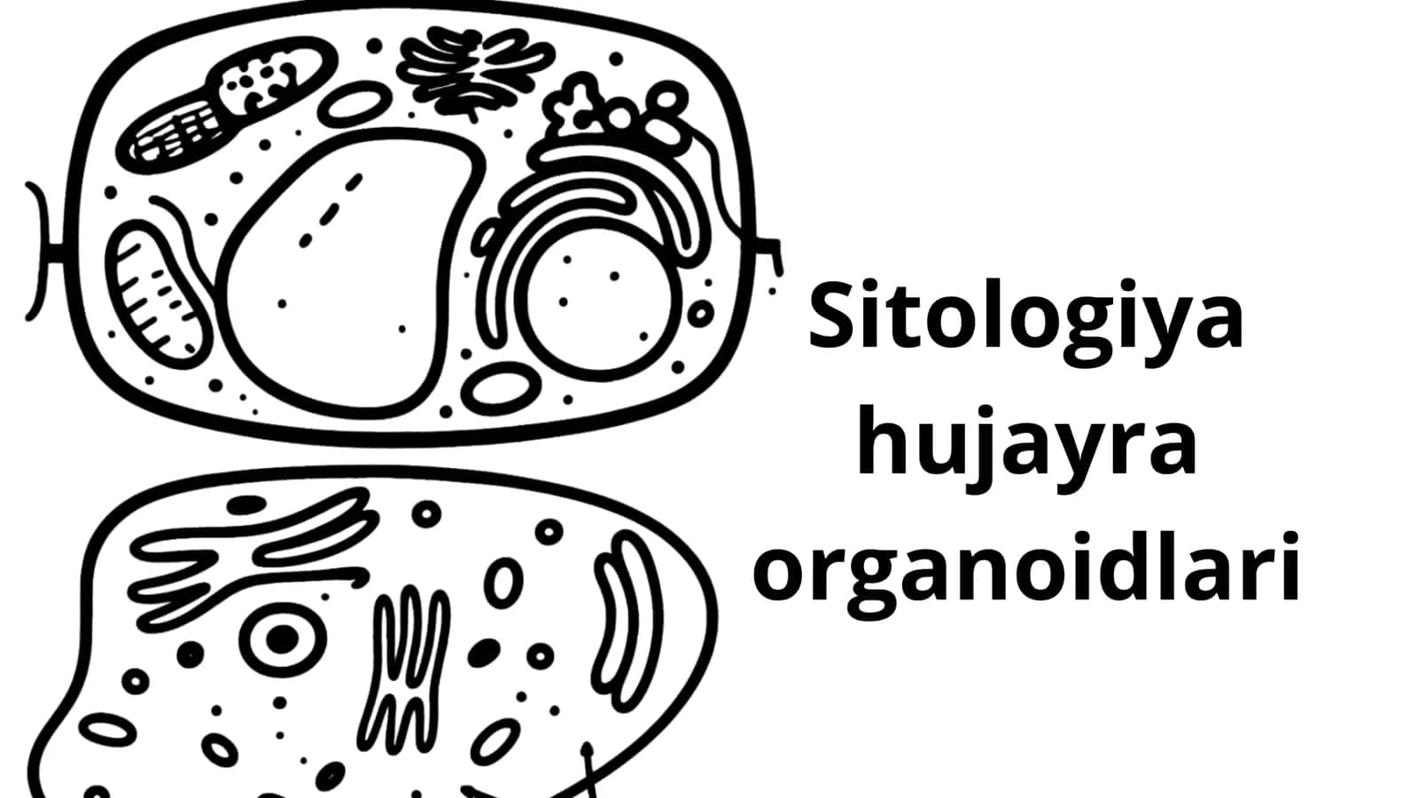 Sitalogiya (hujayra organoidlari haqida)