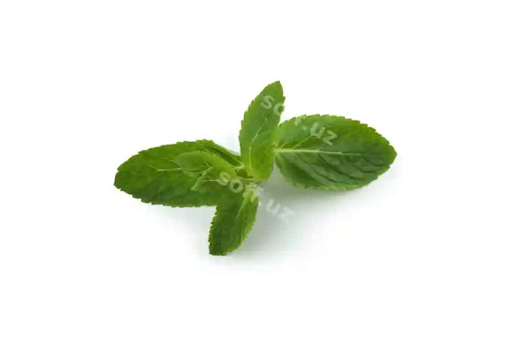 Yangi yashil nana ajraltirilgan oq | Fresh green mint isolated white